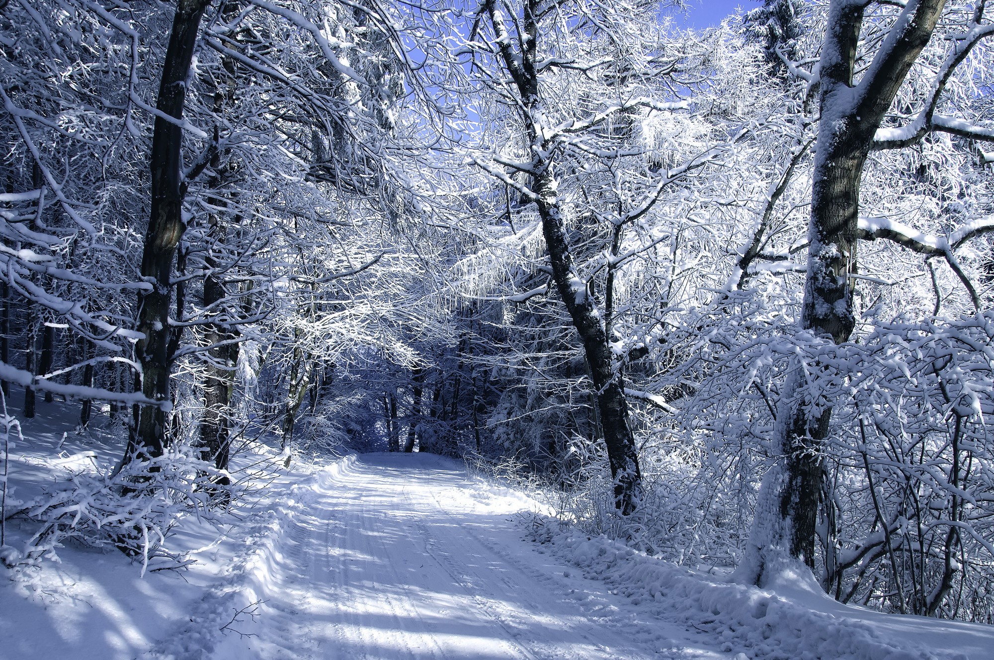 Snowy forest path with snow-covered trees HD Wallpaper