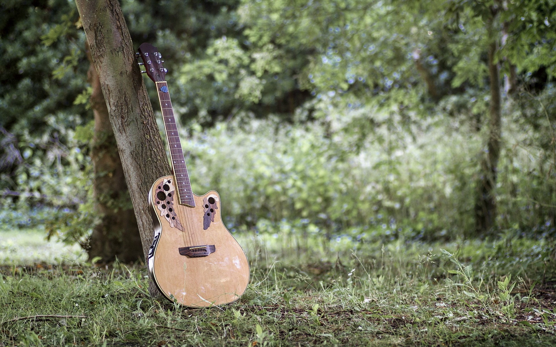 Acoustic guitar leaning against a tree in a grassy area HD Wallpaper