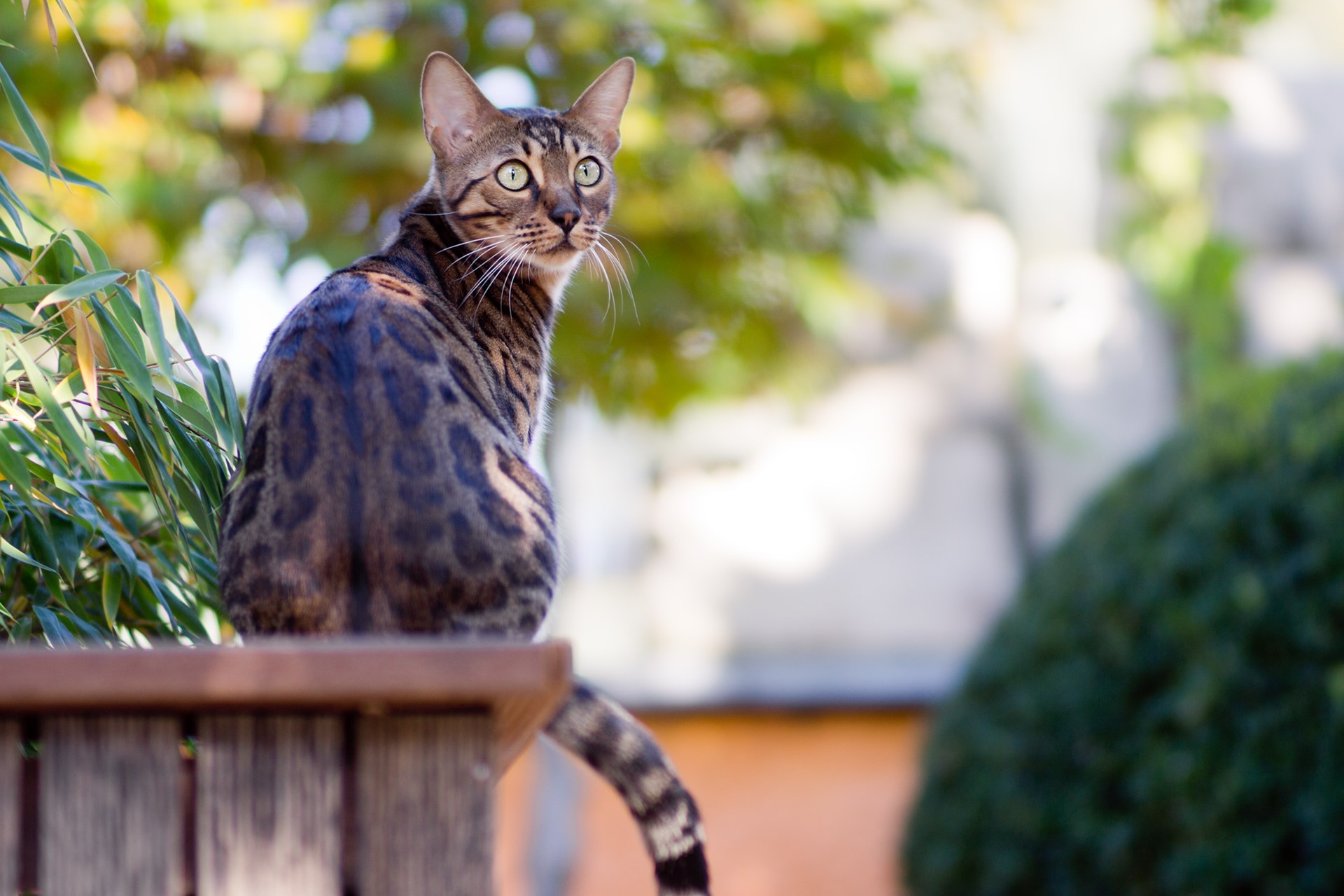 Bengal cat sitting on a wooden fence outdoors HD Wallpaper