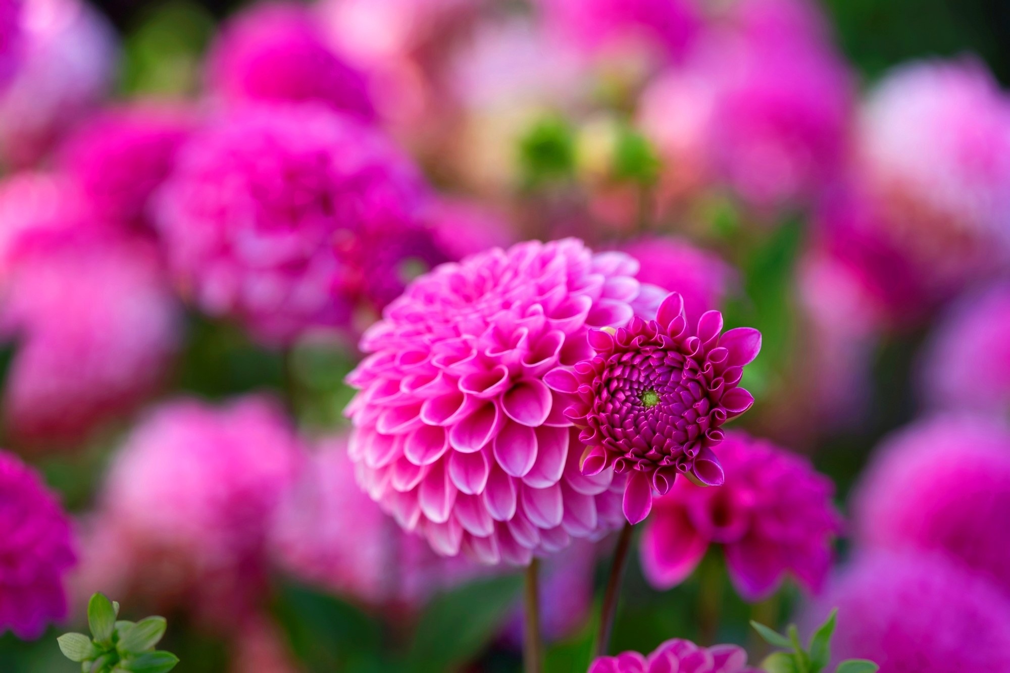 Pink Dahlias in Bloom HD Wallpaper