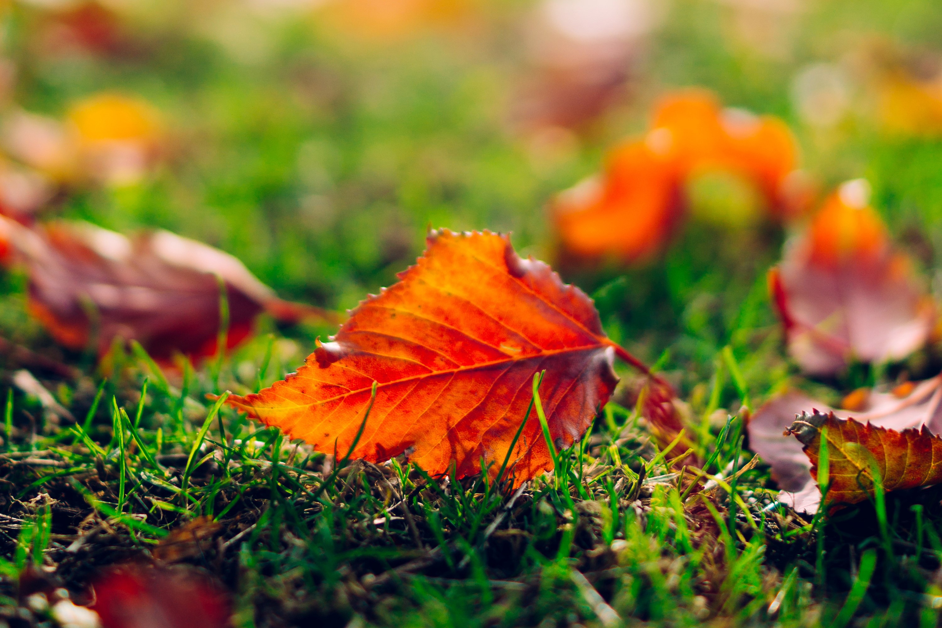 Autumn leaf on green grass HD Wallpaper