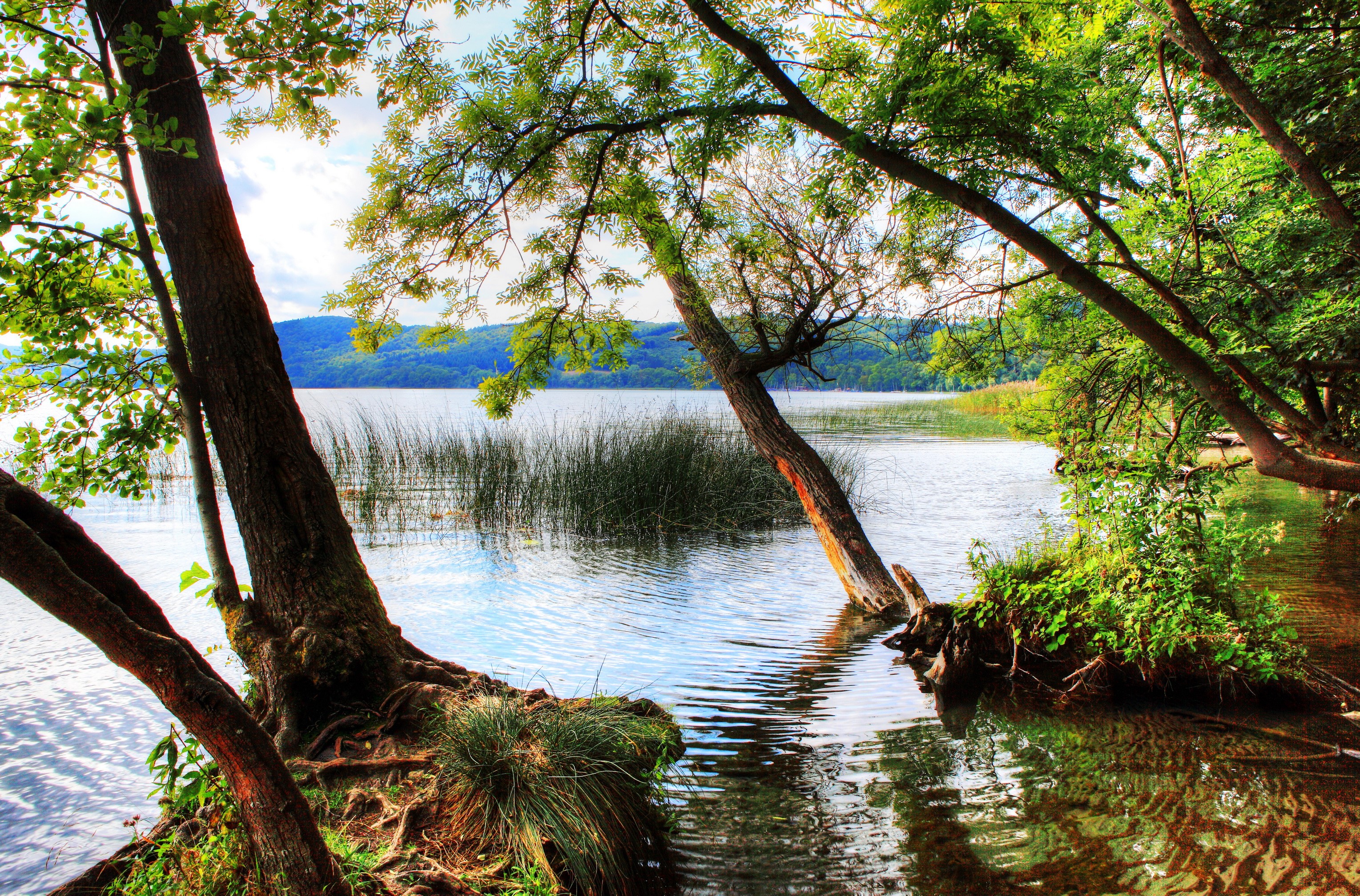 Trees by a lake with reeds and hills HD Wallpaper