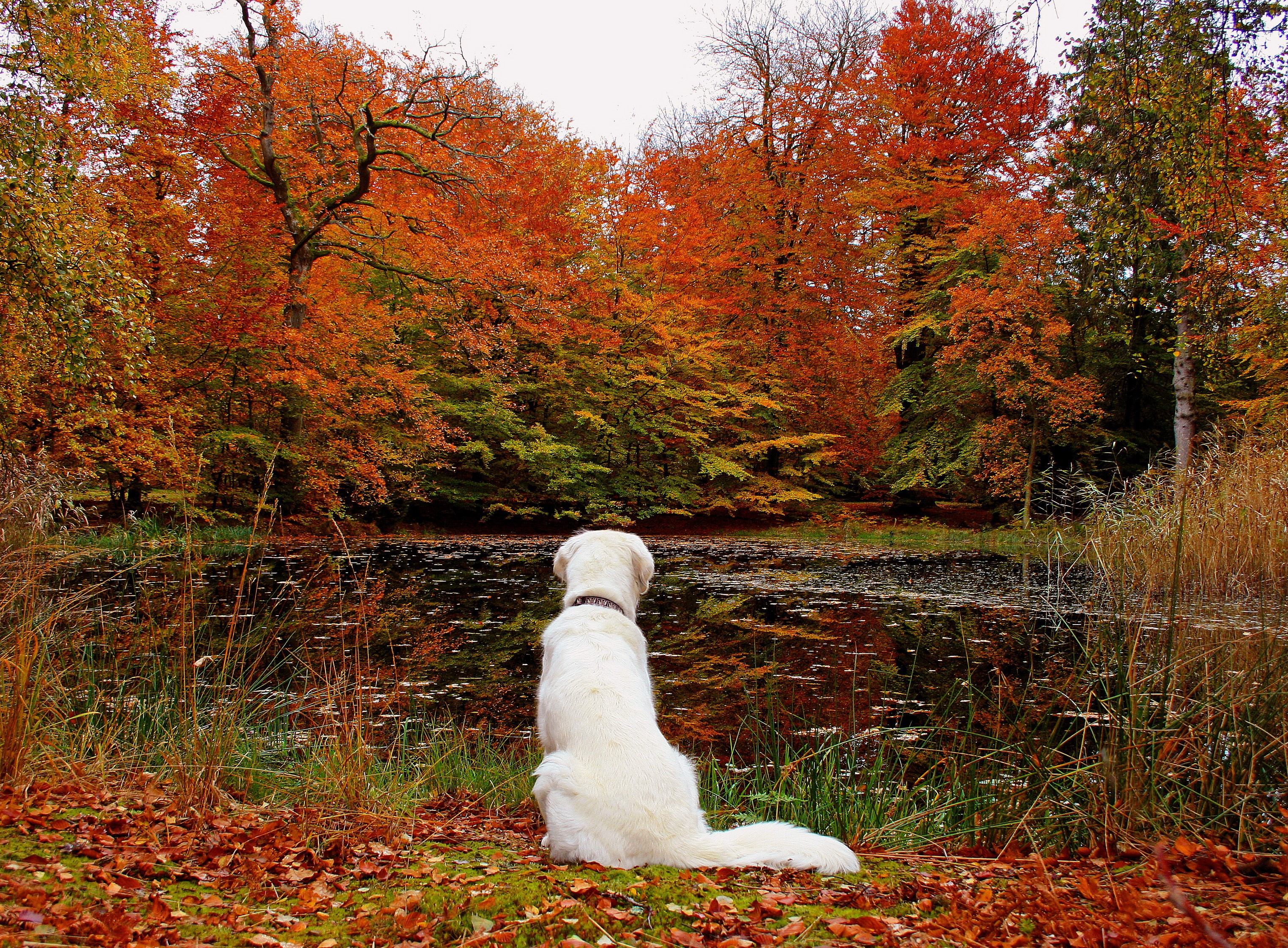 White dog sitting by a lake in autumn forest HD Wallpaper