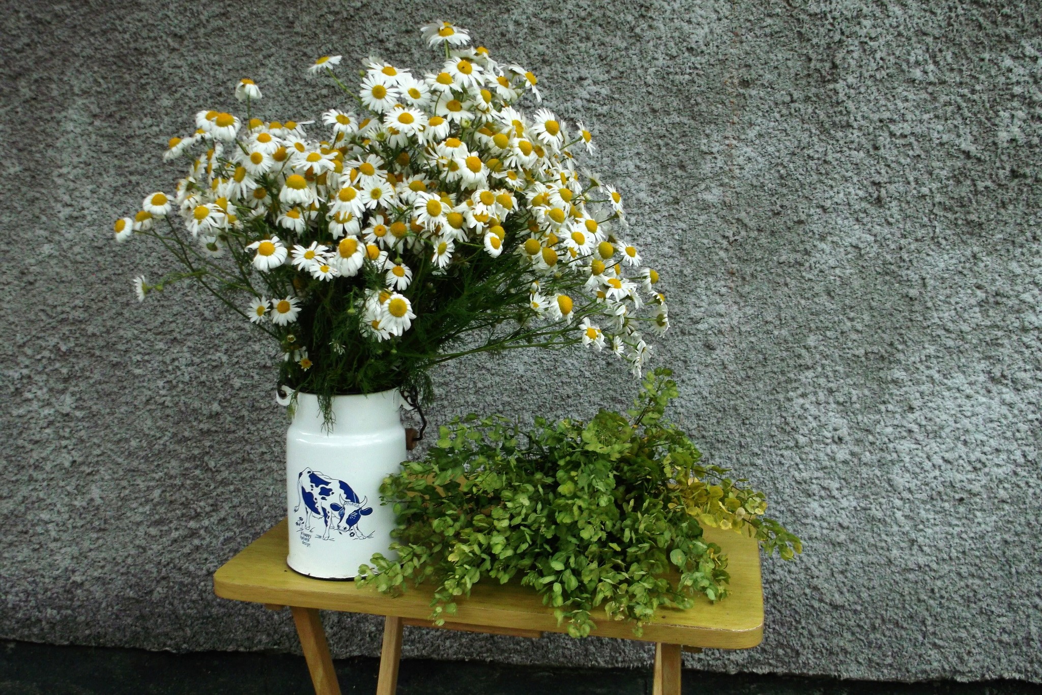 Bouquet of Chamomile Flowers in a Milk Can HD Wallpaper