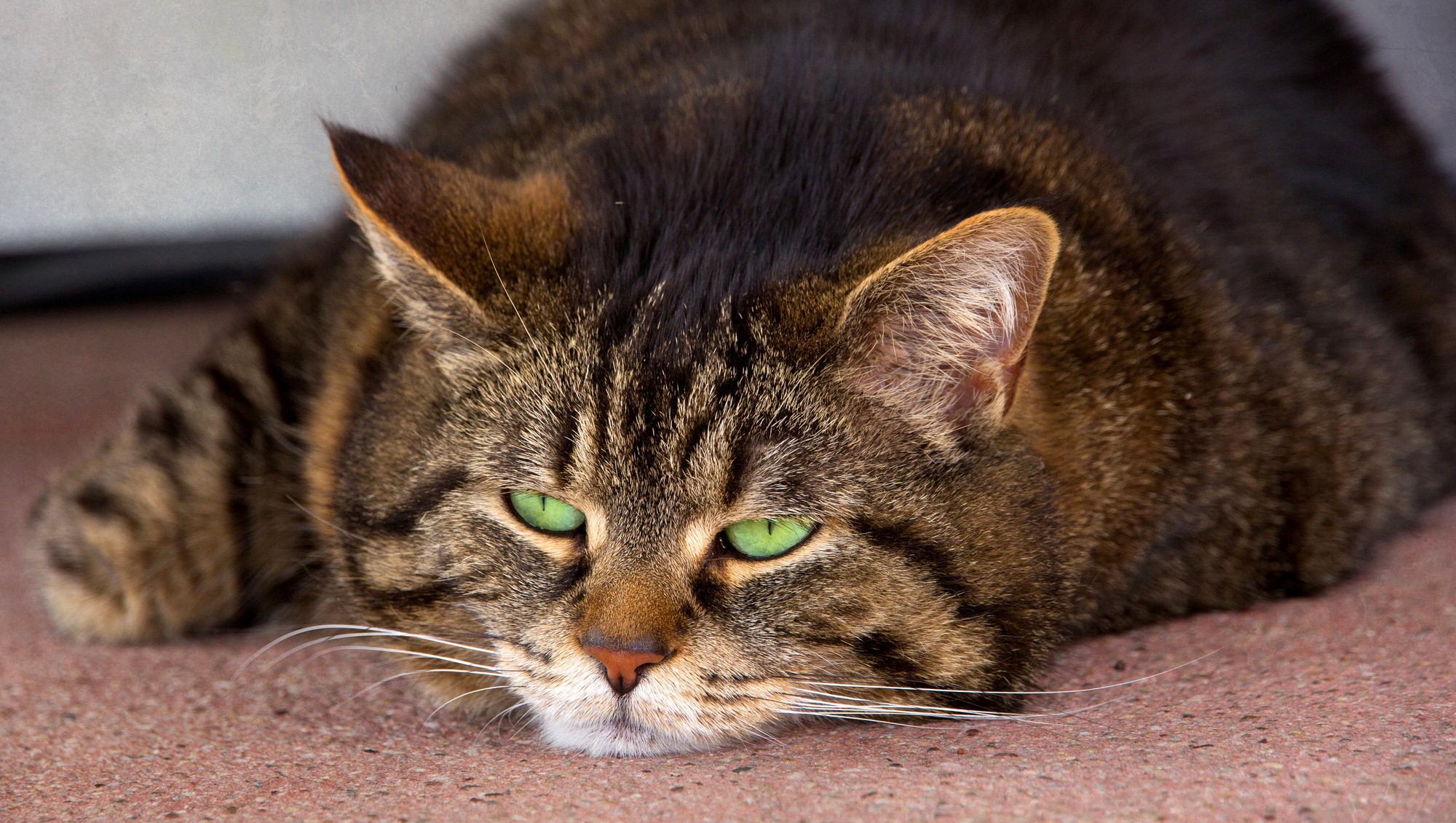 Tabby cat with green eyes lying down HD Wallpaper