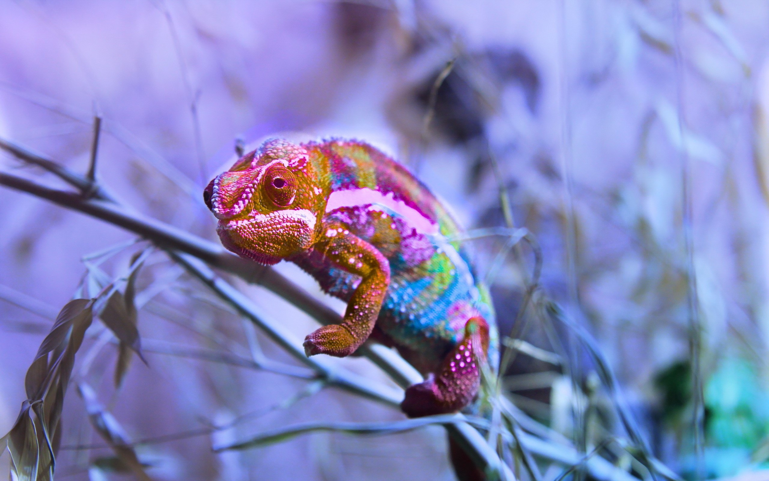 Colorful chameleon perched on a branch HD Wallpaper