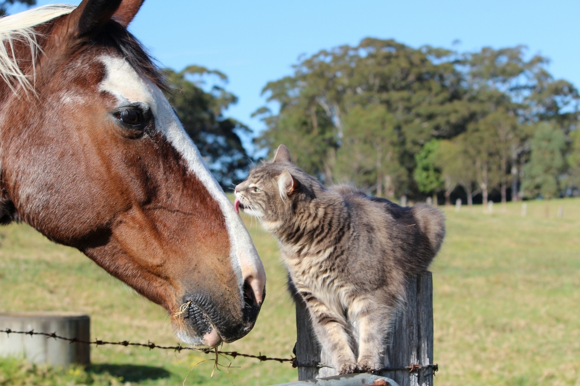 Horse and cat interacting on a fence HD Wallpaper