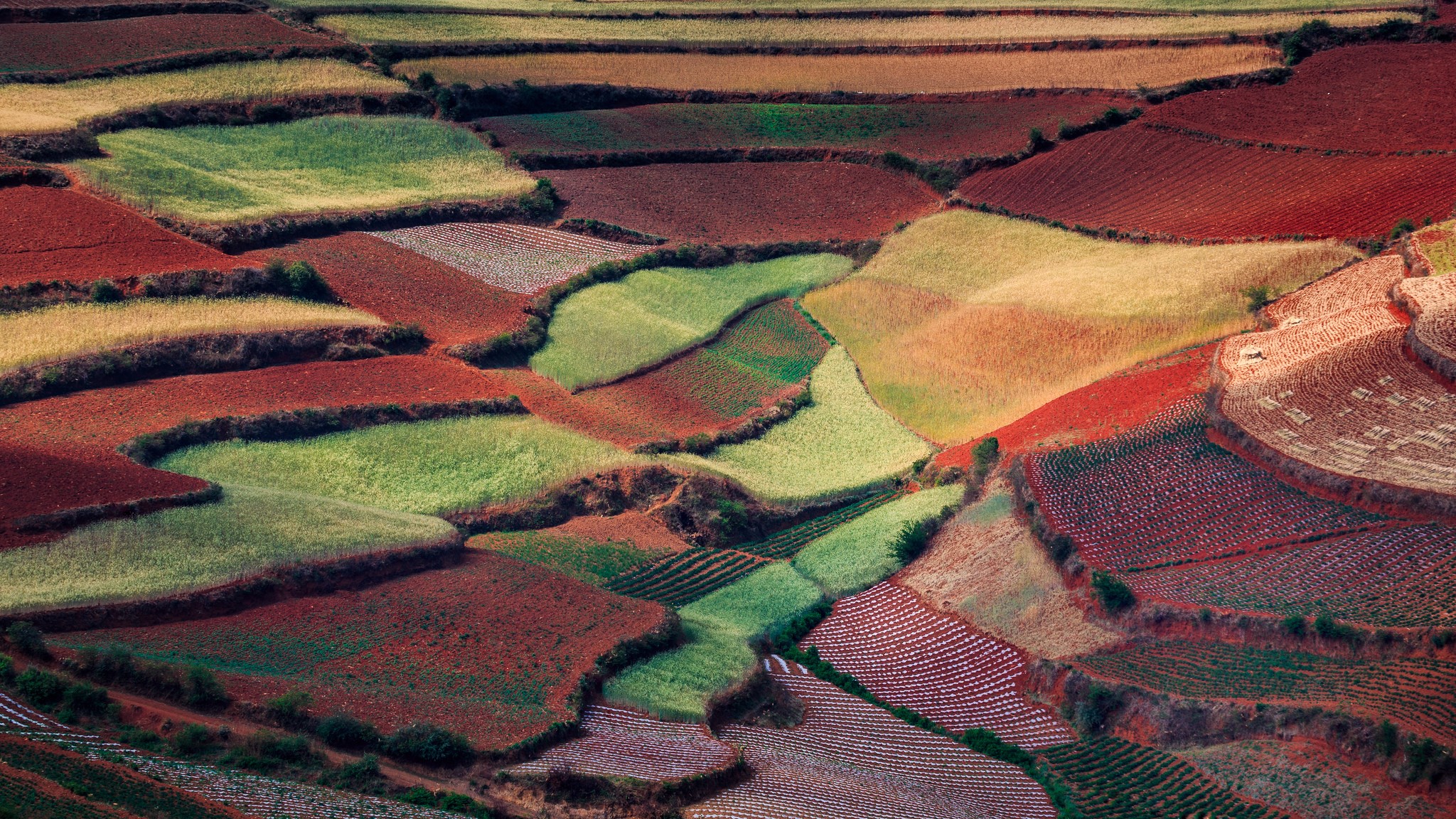 Terraced fields in China HD Wallpaper