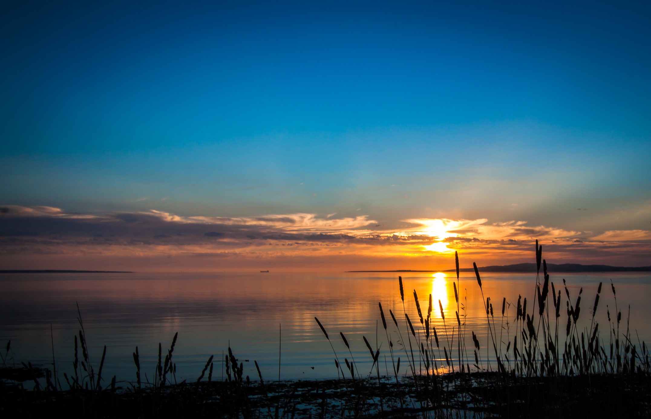 Sunset over a calm body of water with reeds in the foreground HD Wallpaper