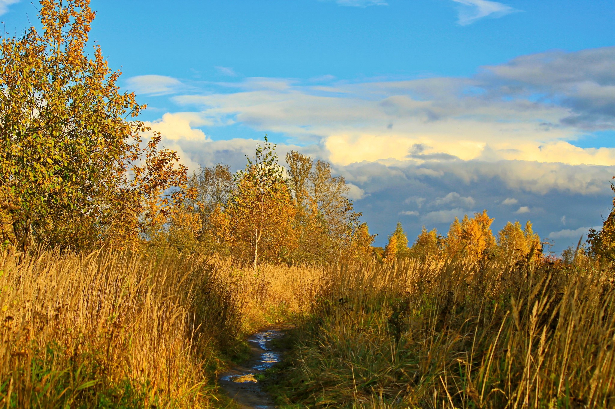Autumn path through tall grass under a cloudy sky HD Wallpaper