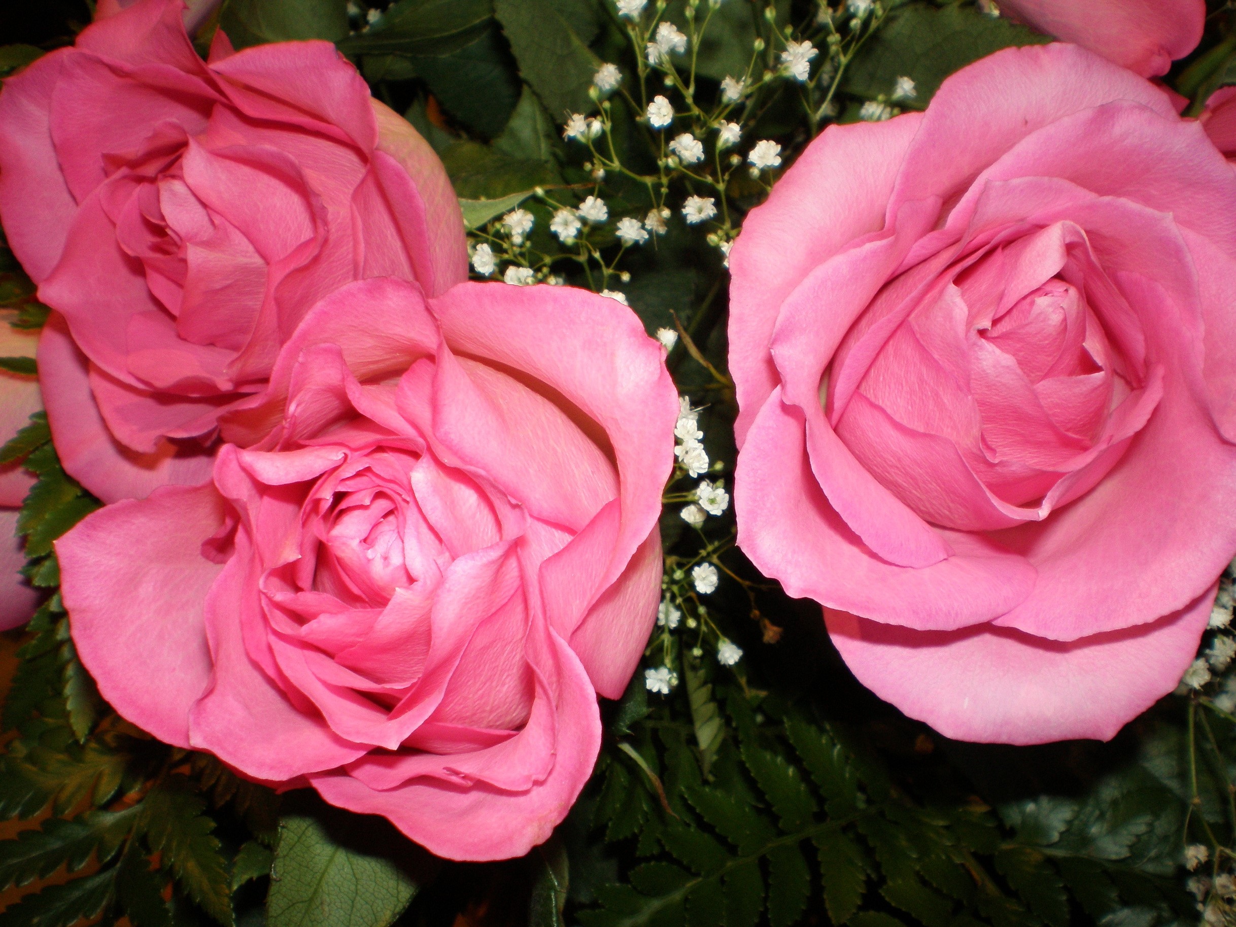 Close-up of Pink Roses with Baby's Breath HD Wallpaper
