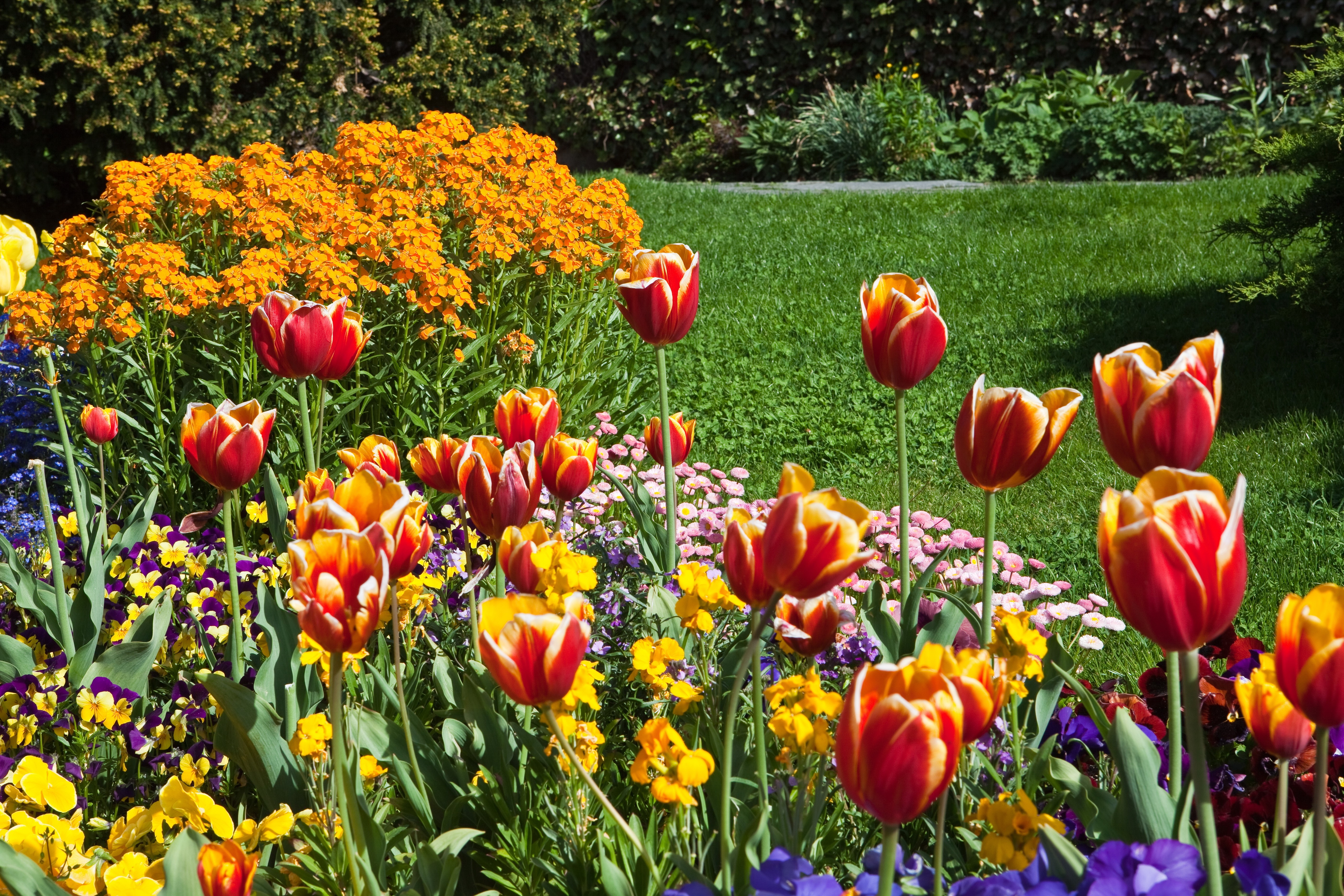 Red and yellow tulips and other flowers in a garden HD Wallpaper