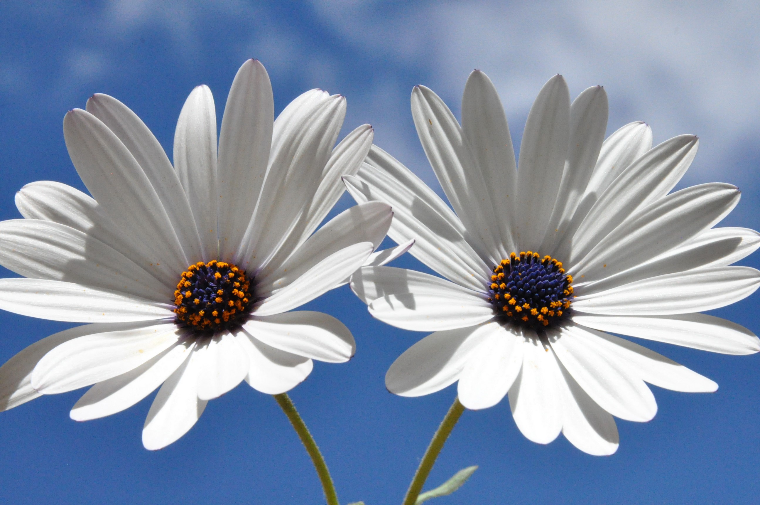 Two white daisies against a blue sky HD Wallpaper