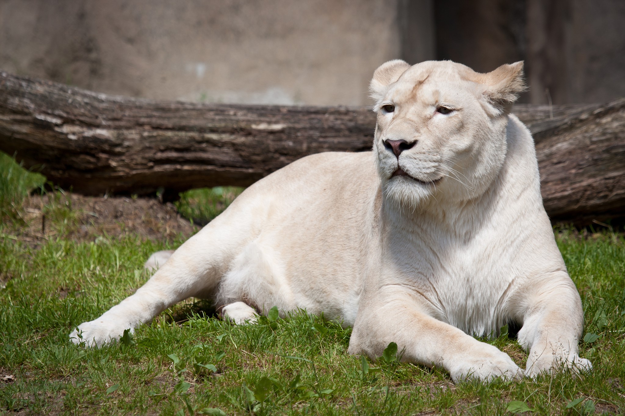 White Lion Lying on Grass Near Log HD Wallpaper