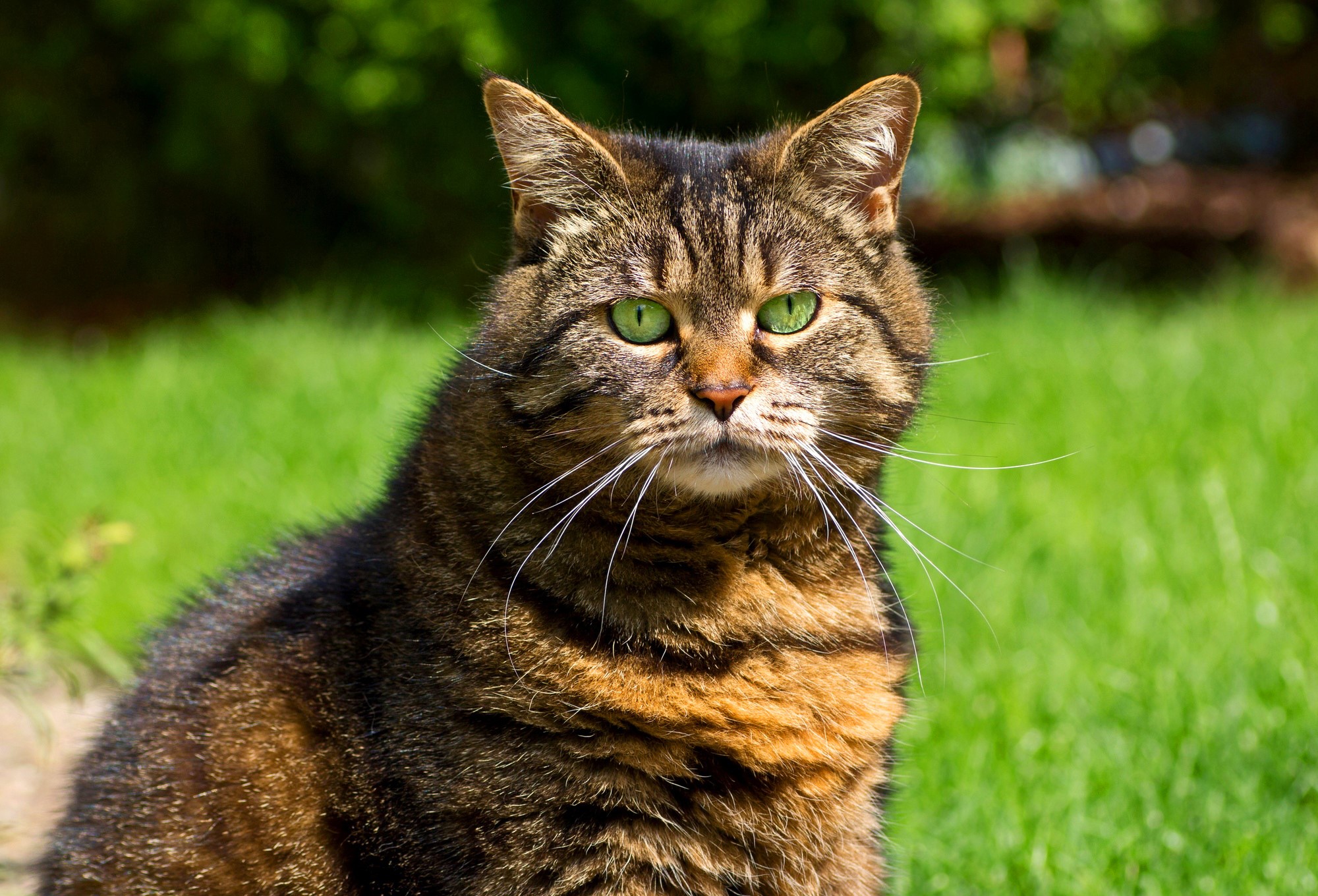 Tabby cat with green eyes looking forward HD Wallpaper