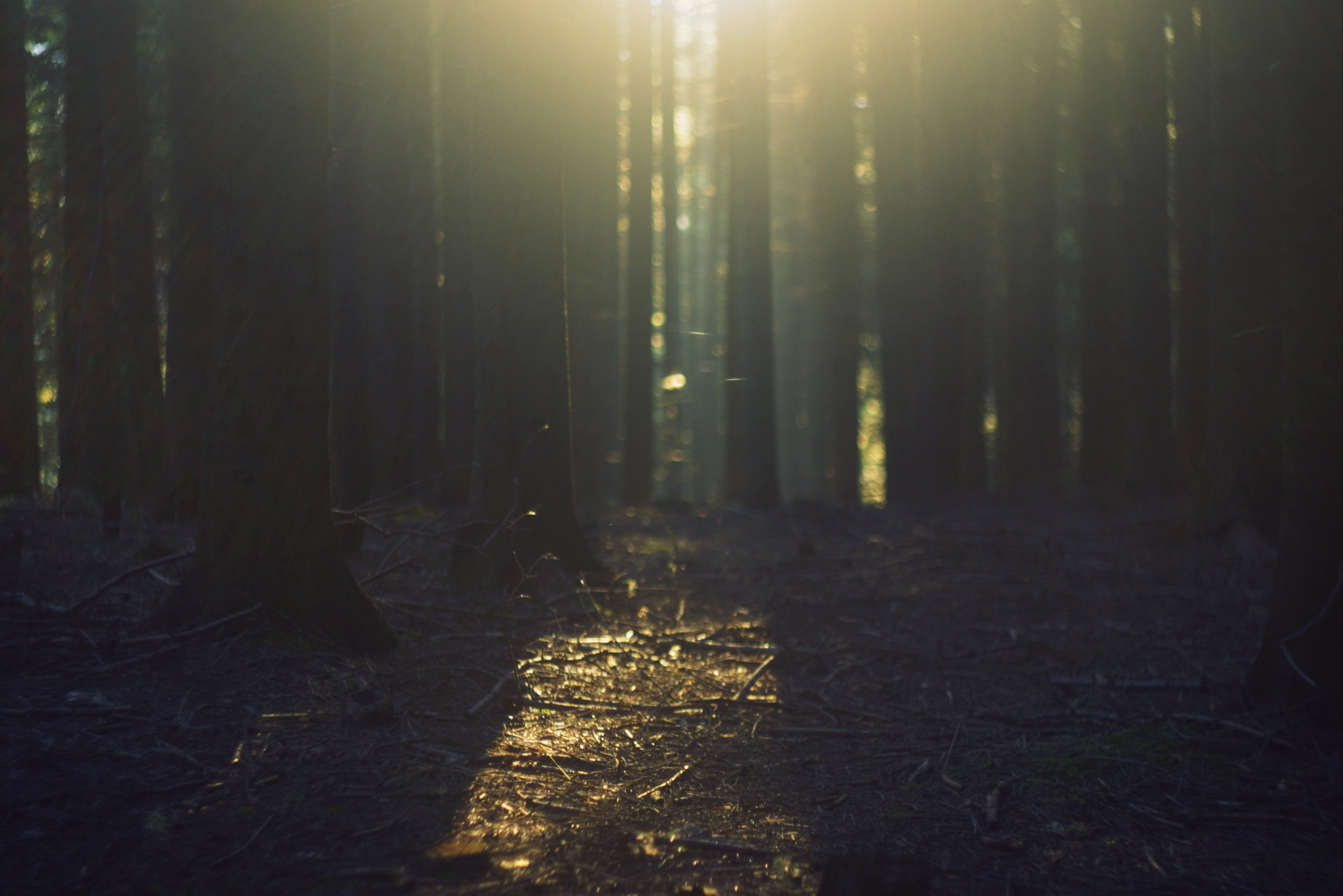 Sunlight filtering through trees in a dark forest HD Wallpaper