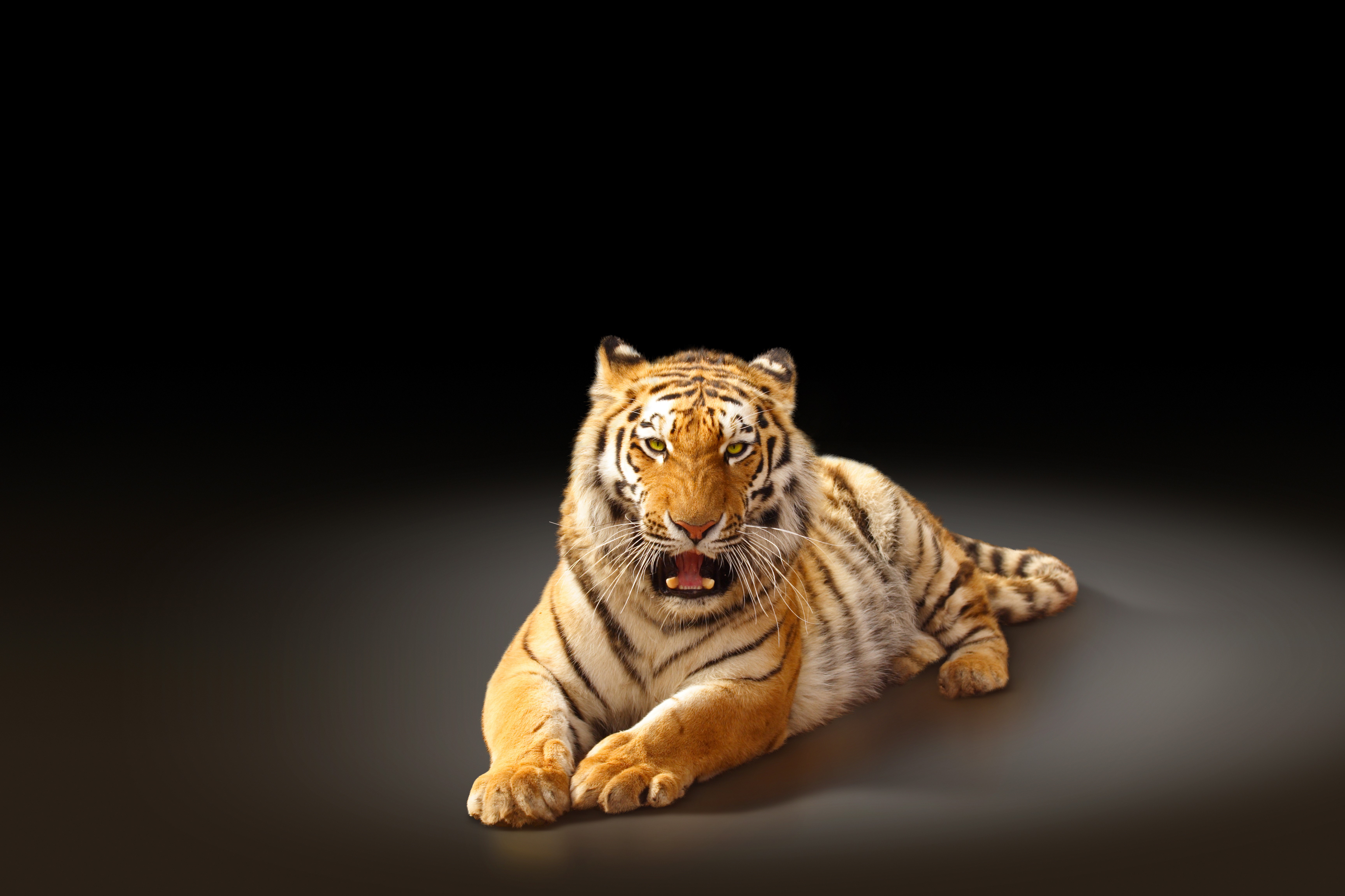 Tiger lying down on a dark background HD Wallpaper