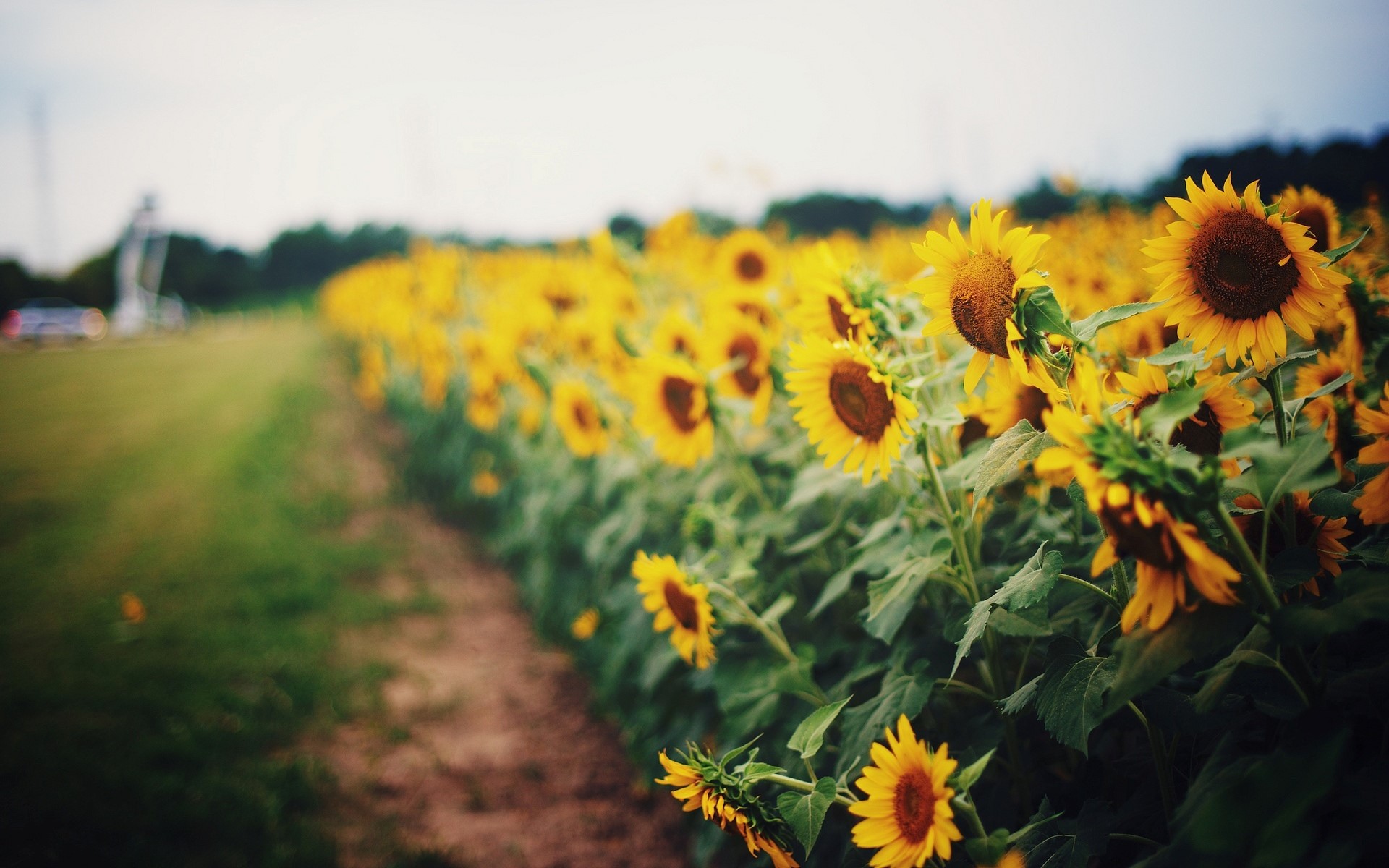 Field of Sunflowers HD Wallpaper