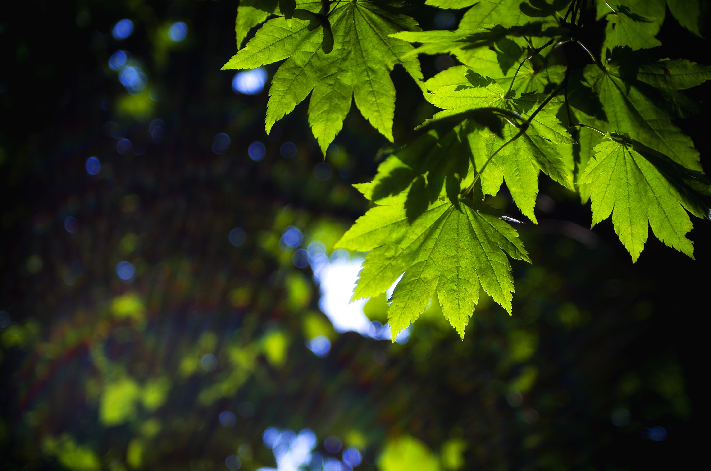 Green leaves backlit by sunlight HD Wallpaper