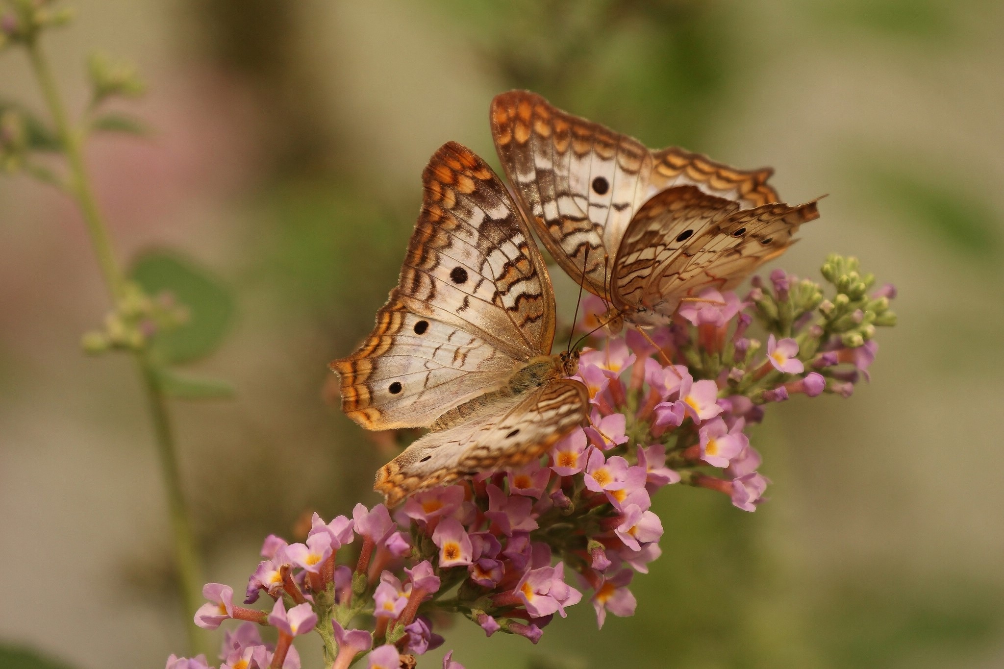 Two White Peacock Butterflies on Pink Flowers HD Wallpaper