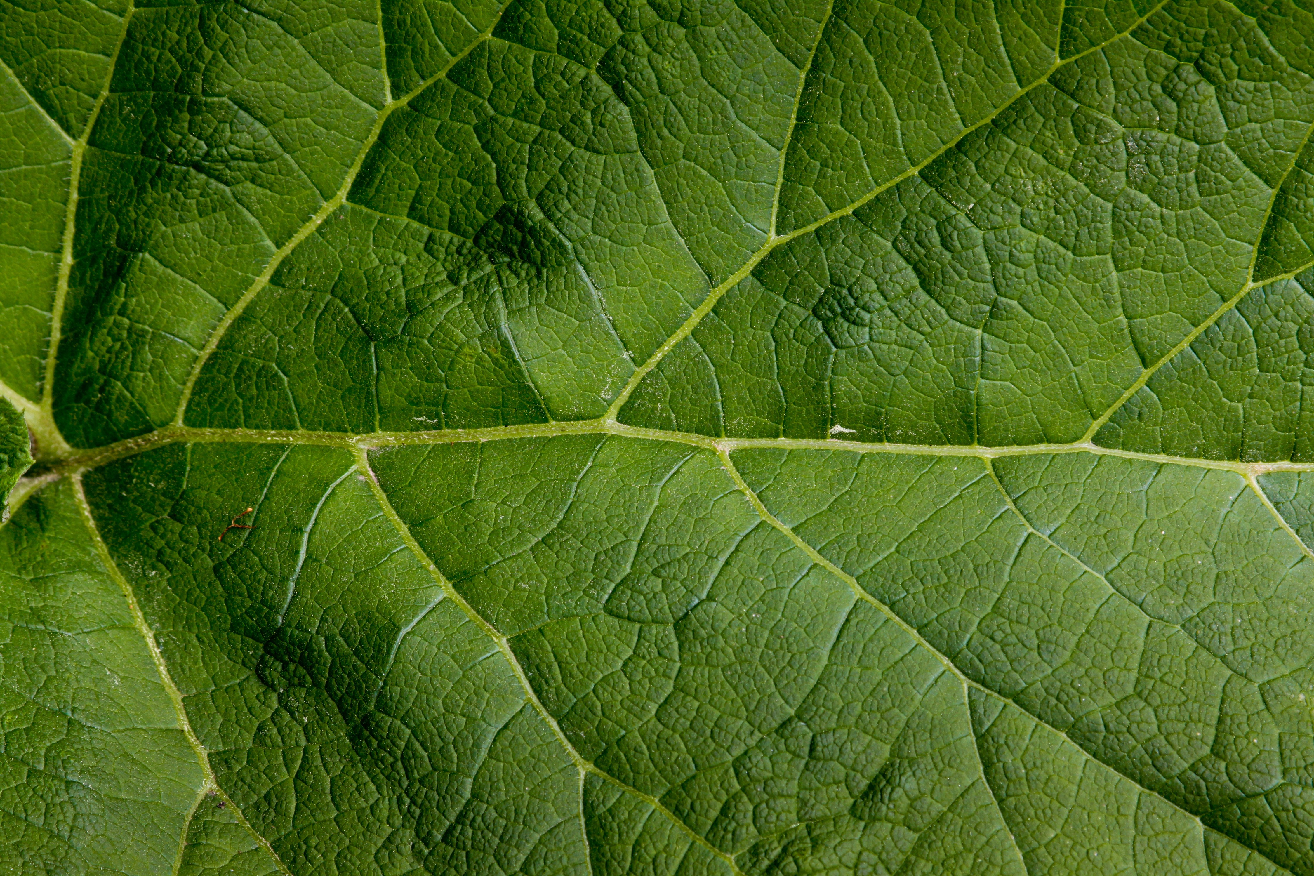 Green Leaf Texture Close-up HD Wallpaper