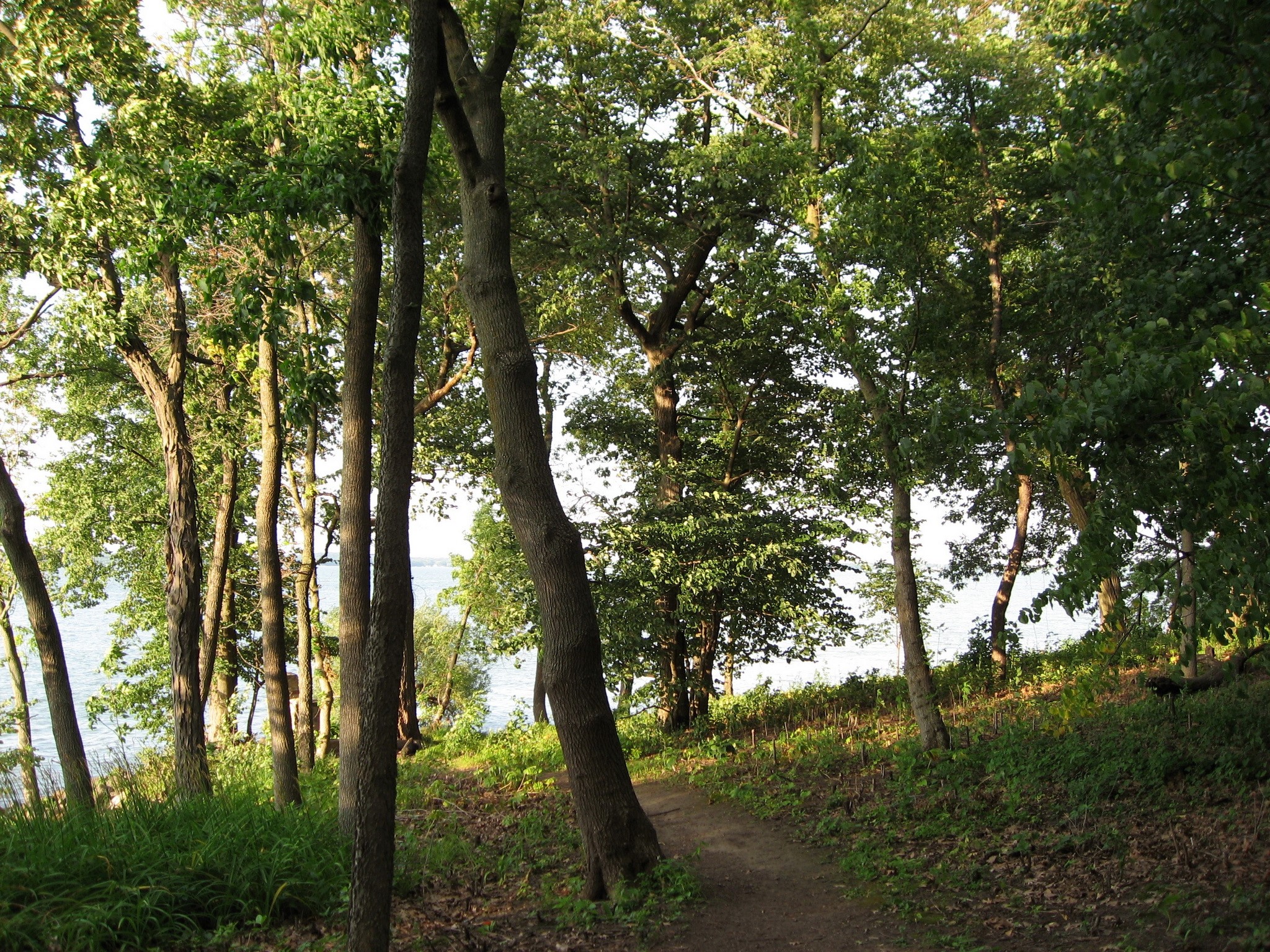 Trees by a lake HD Wallpaper