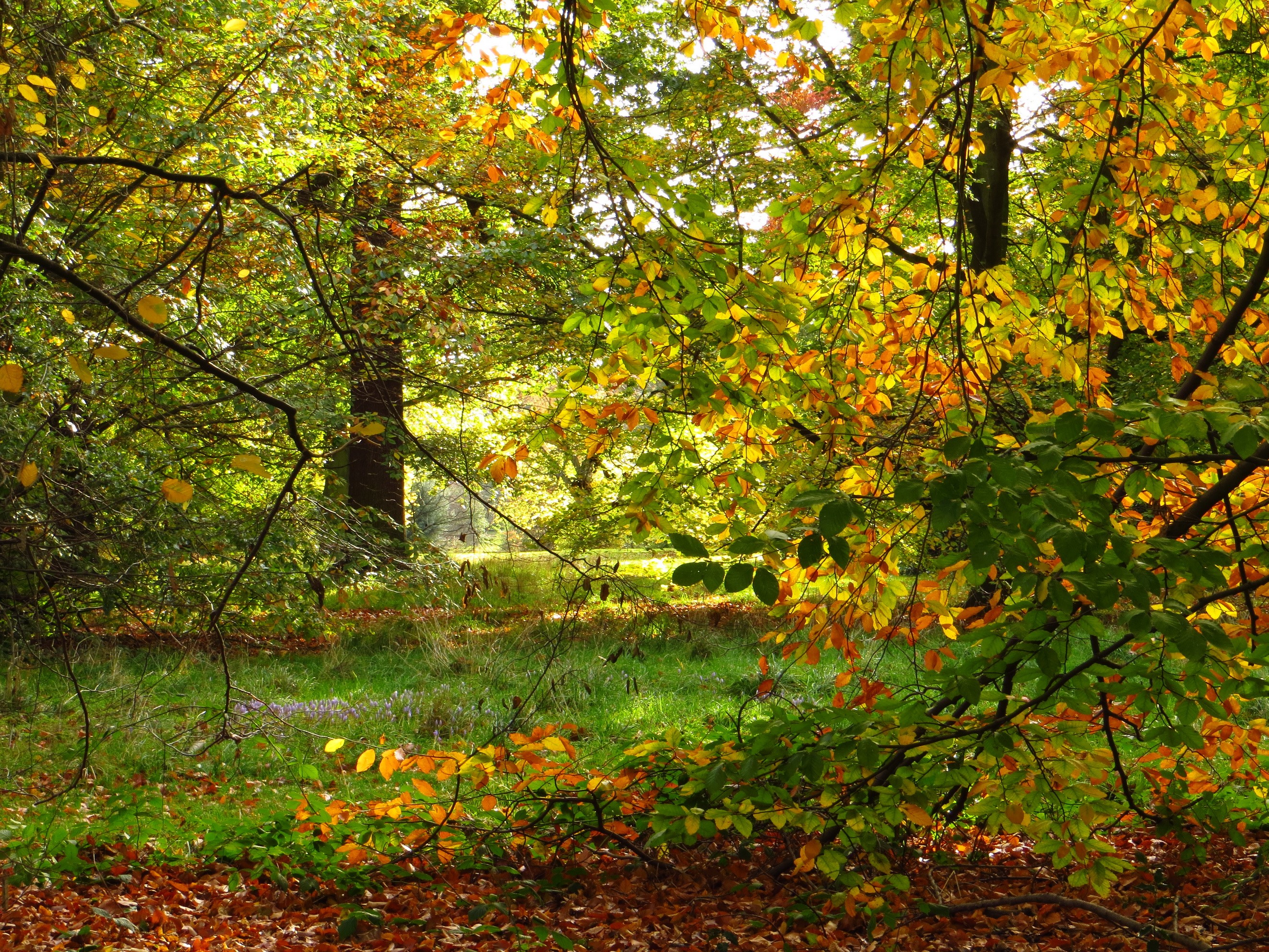 Autumn forest with fallen leaves and sunlight HD Wallpaper