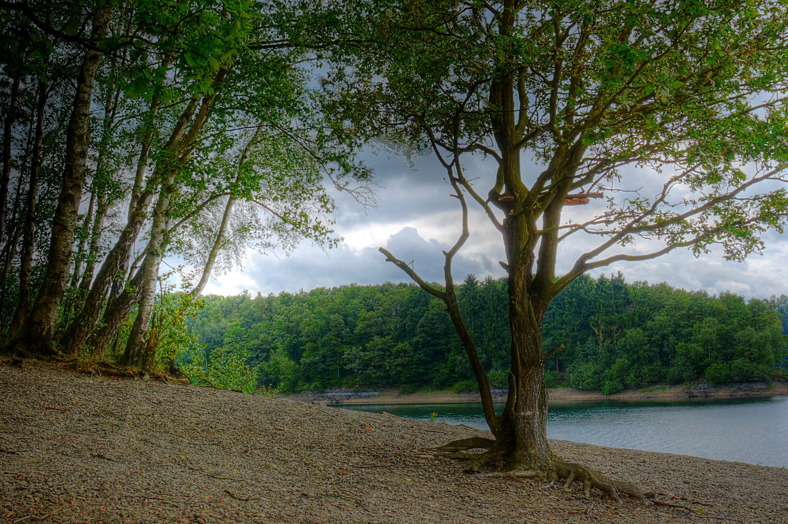 Trees by a lake in North Rhine-Westphalia, Germany HD Wallpaper
