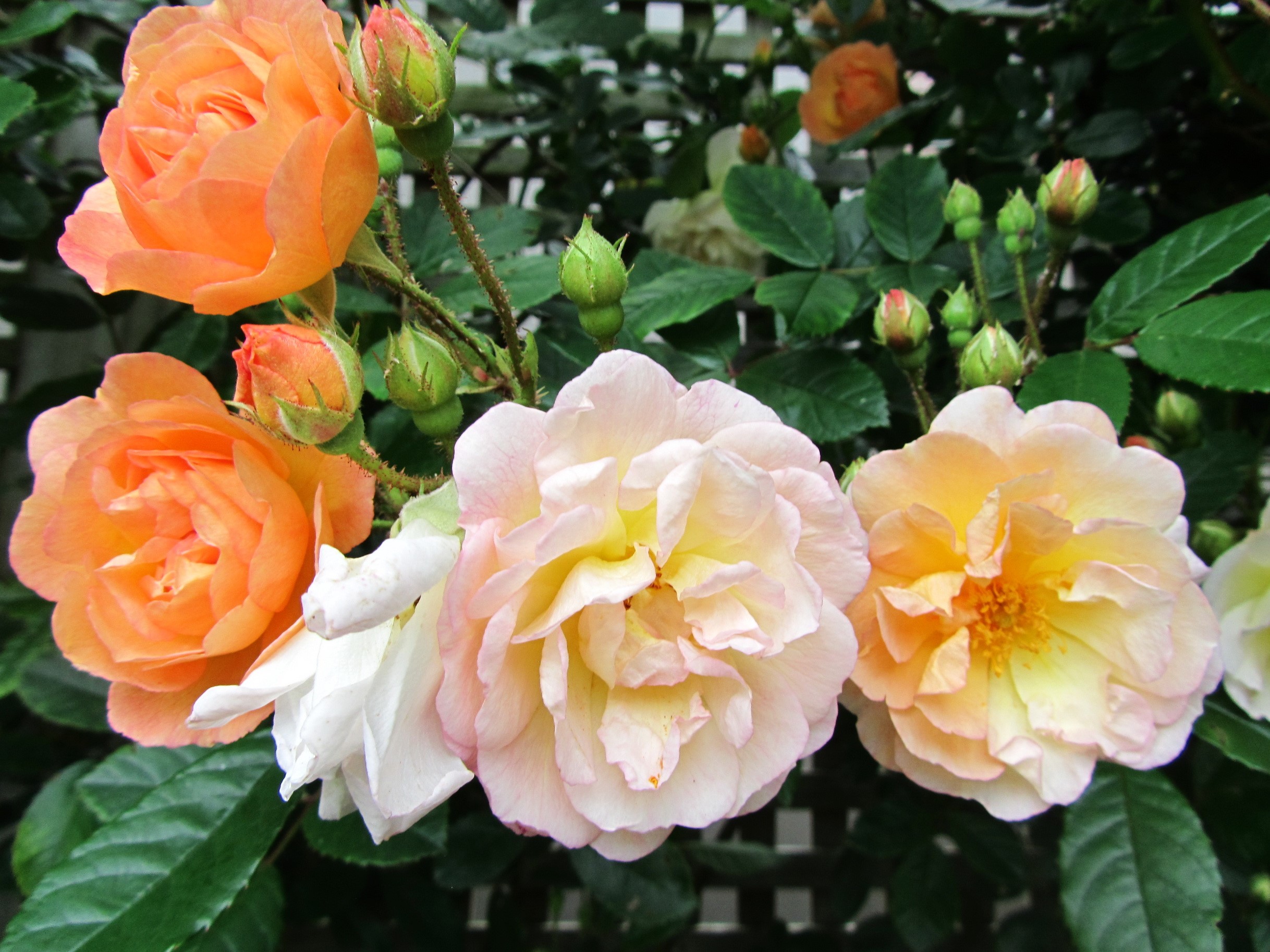 Orange and pink roses with buds on a trellis HD Wallpaper