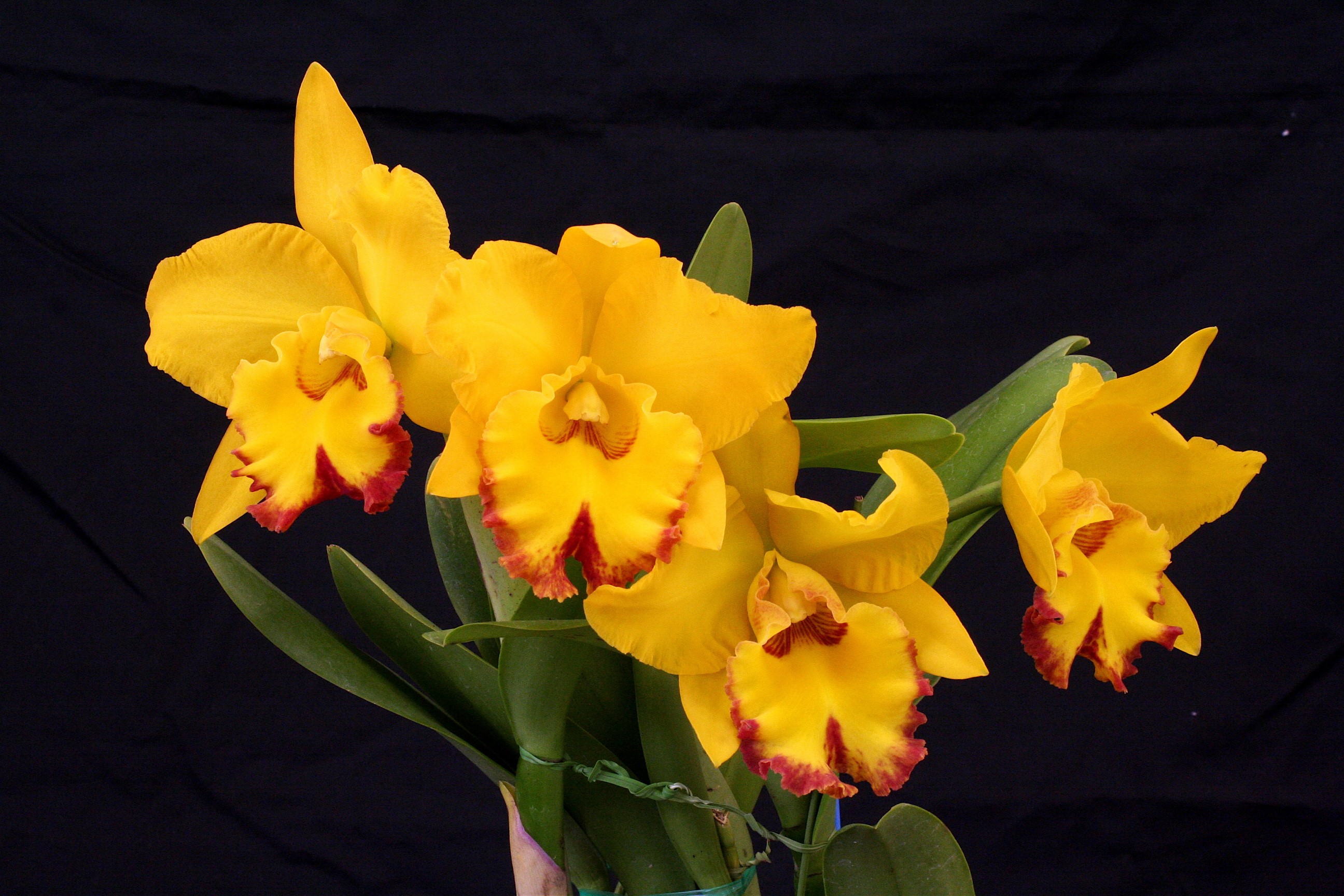 Yellow Cattleya orchids with red accents HD Wallpaper