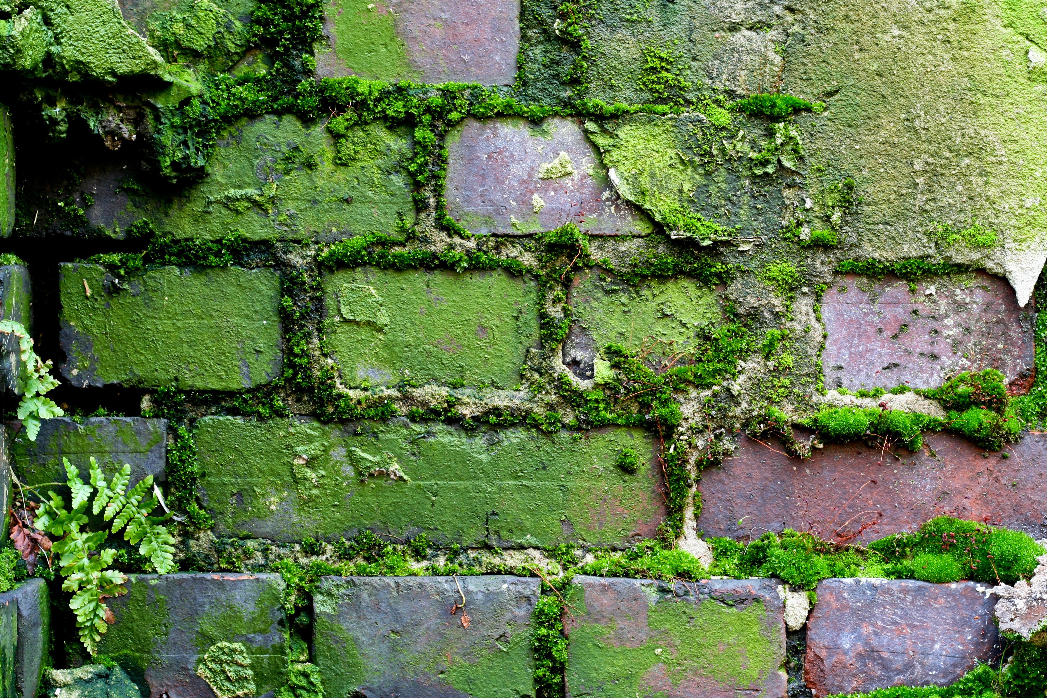 Moss-covered brick wall HD Wallpaper