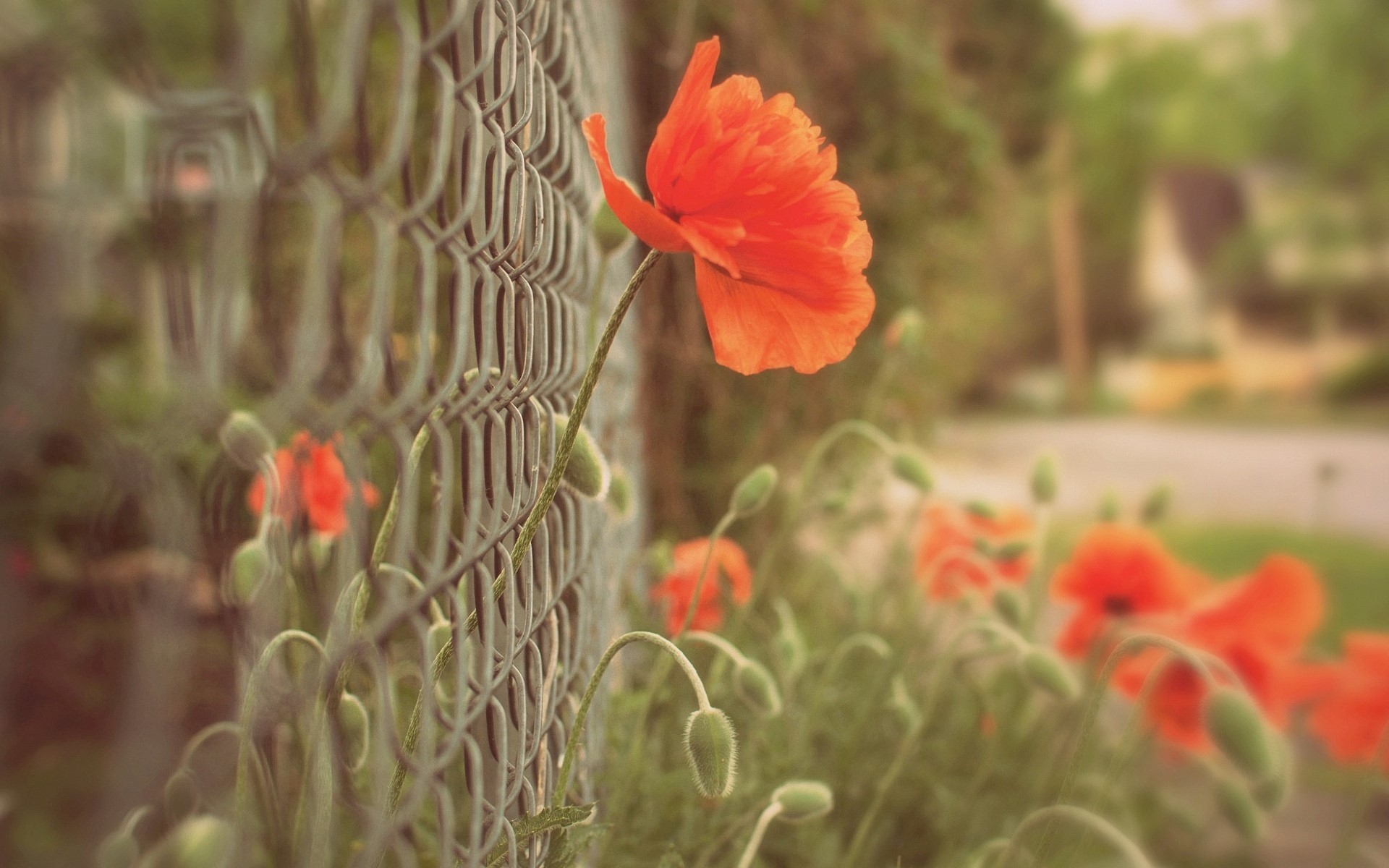 Orange Poppies by a Chain-link Fence HD Wallpaper