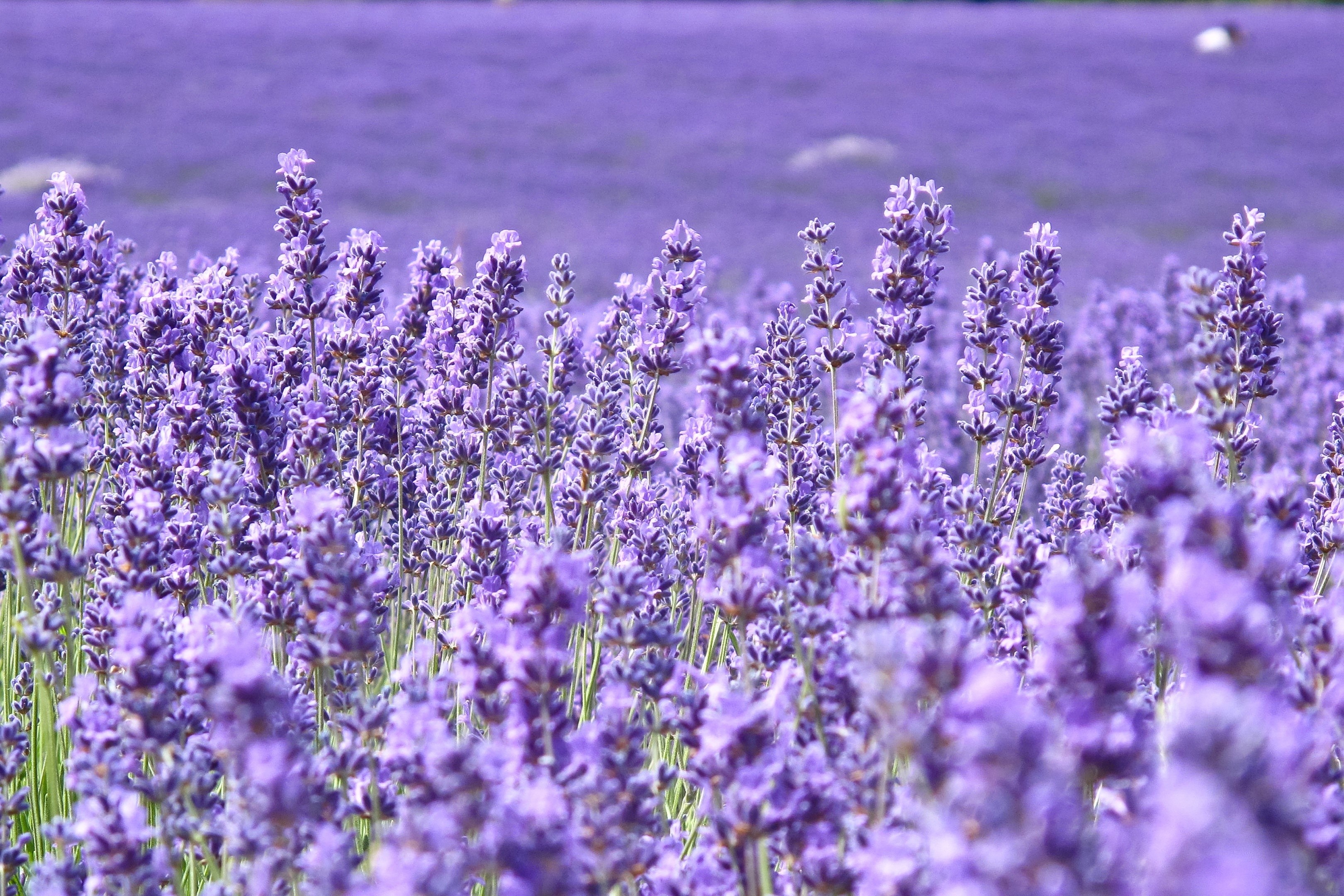 Field of Lavender Flowers HD Wallpaper
