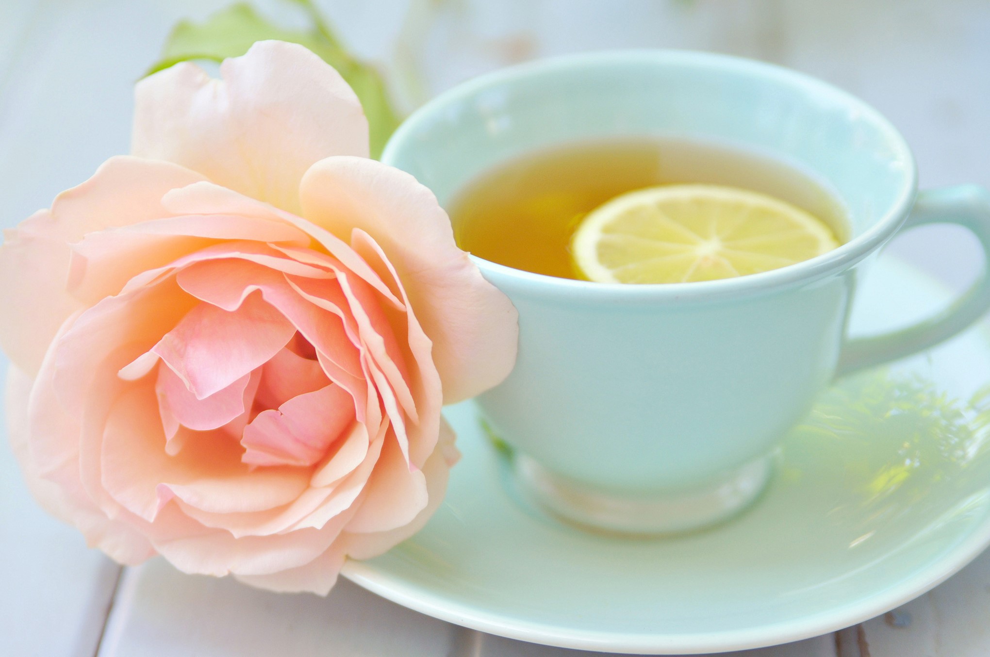 Close-up of a peach rose next to a cup of tea with lemon HD Wallpaper