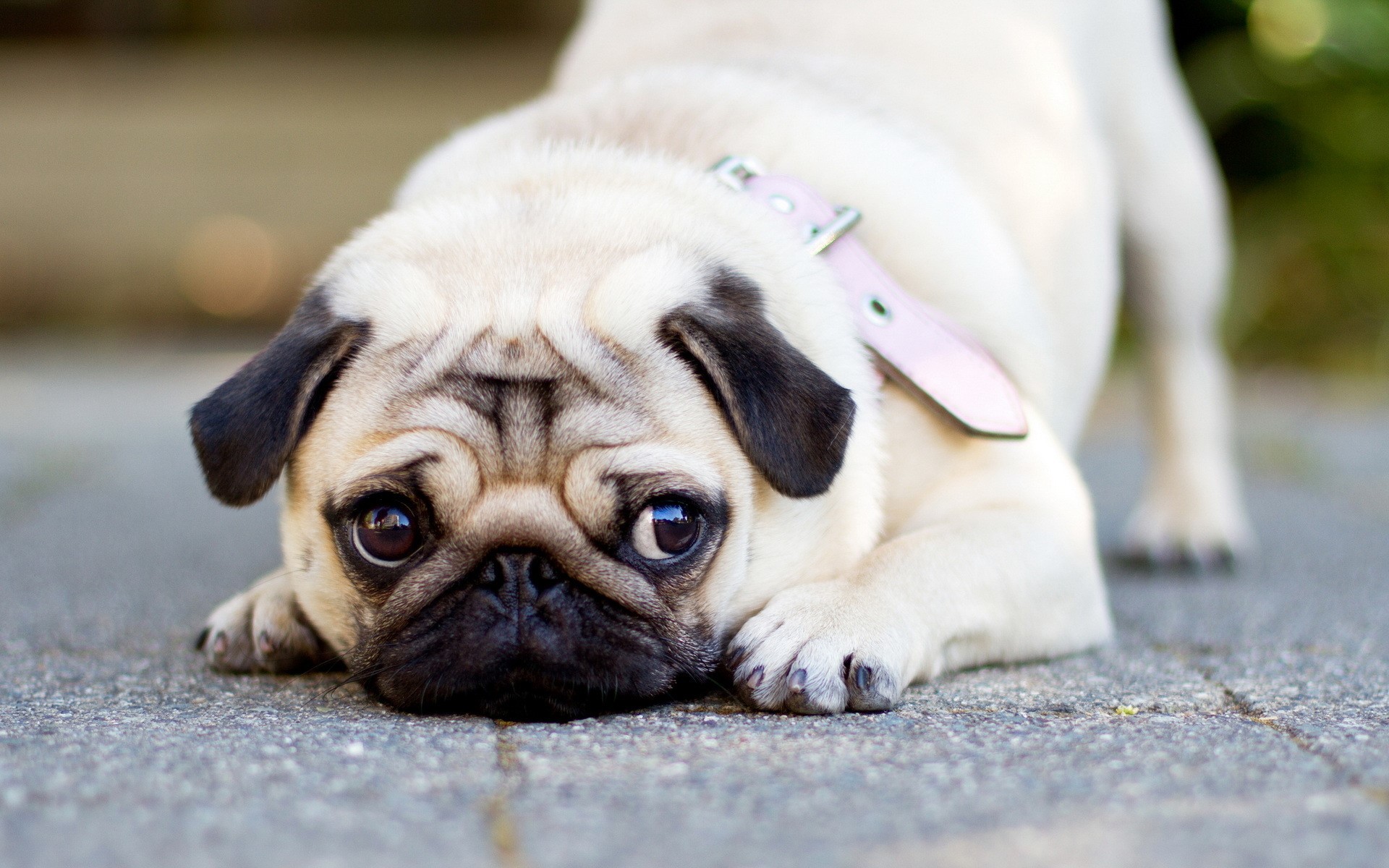 A pug dog with a pink collar lies on the ground. HD Wallpaper