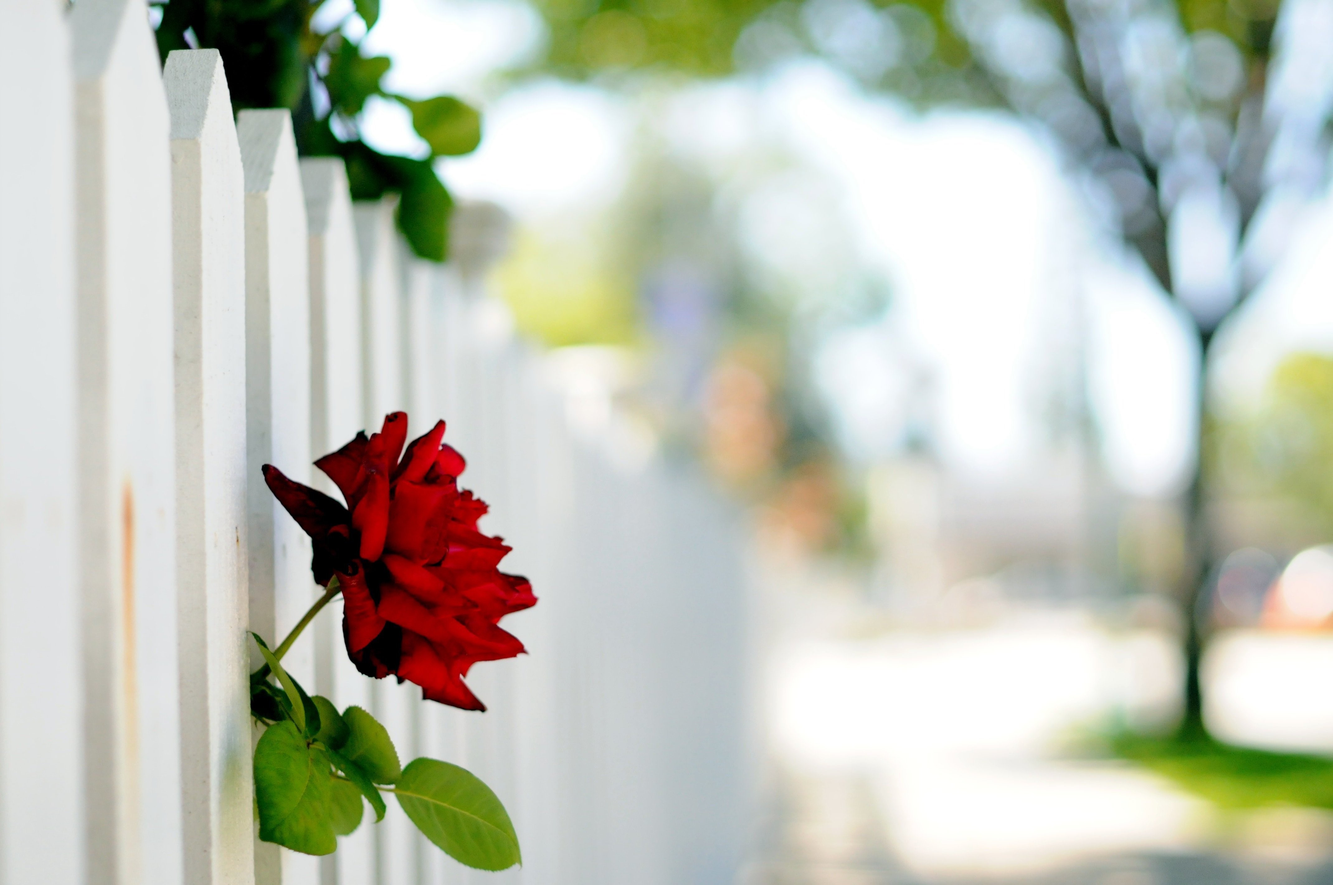 Red rose on a white picket fence HD Wallpaper