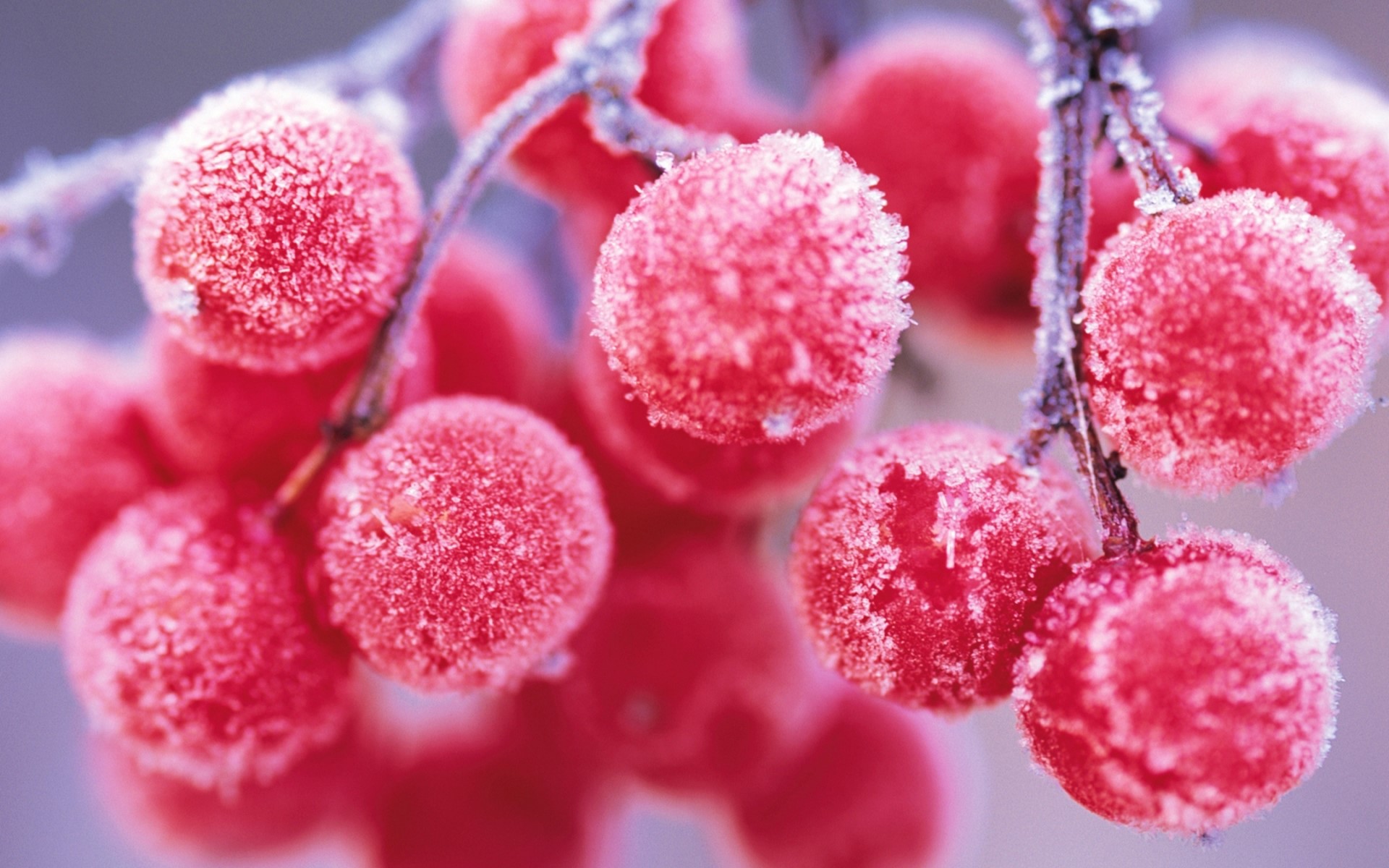 Close-up of frosted red berries on a branch HD Wallpaper