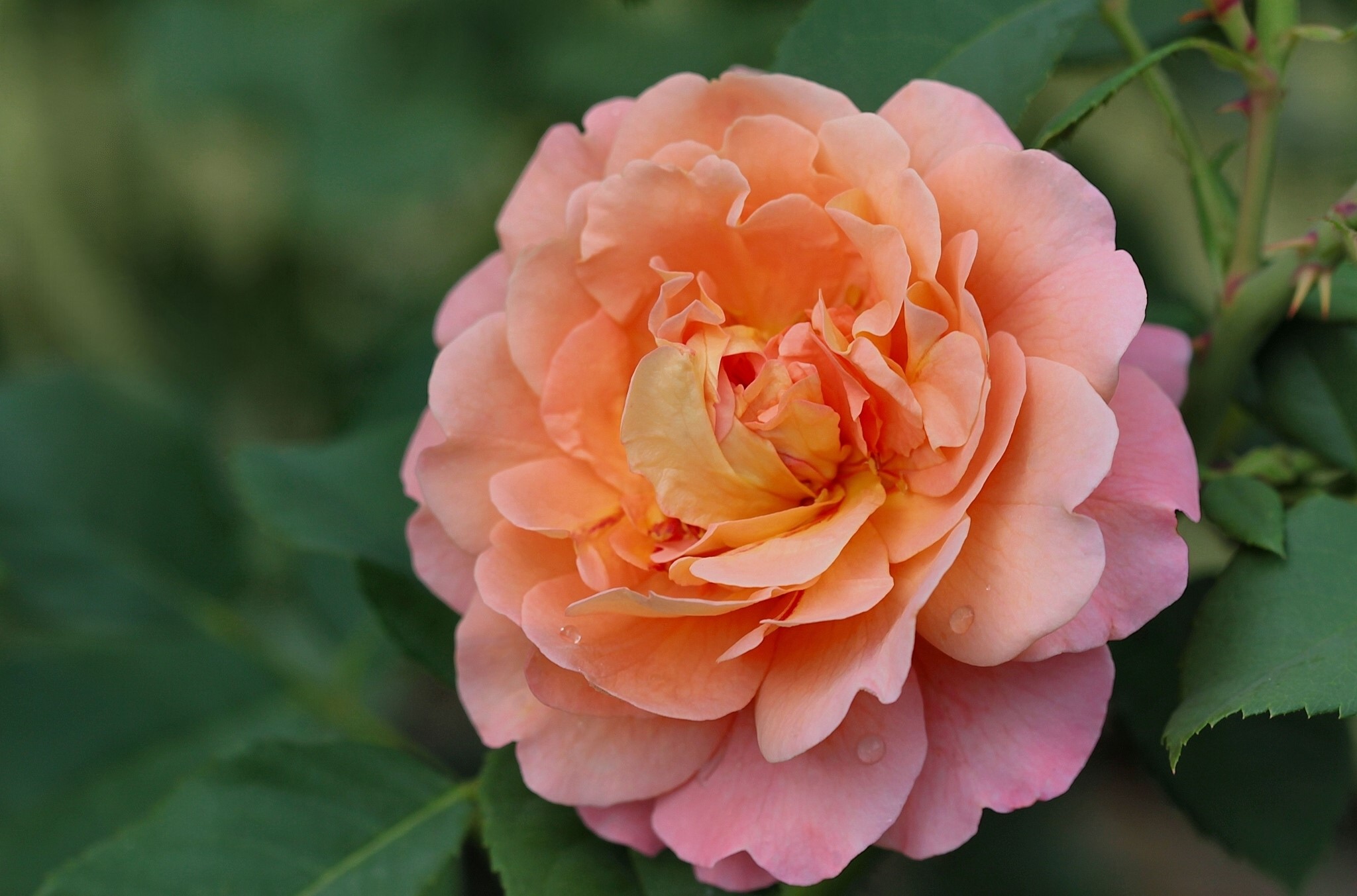 Close-up of a peach and pink rose with water droplets HD Wallpaper