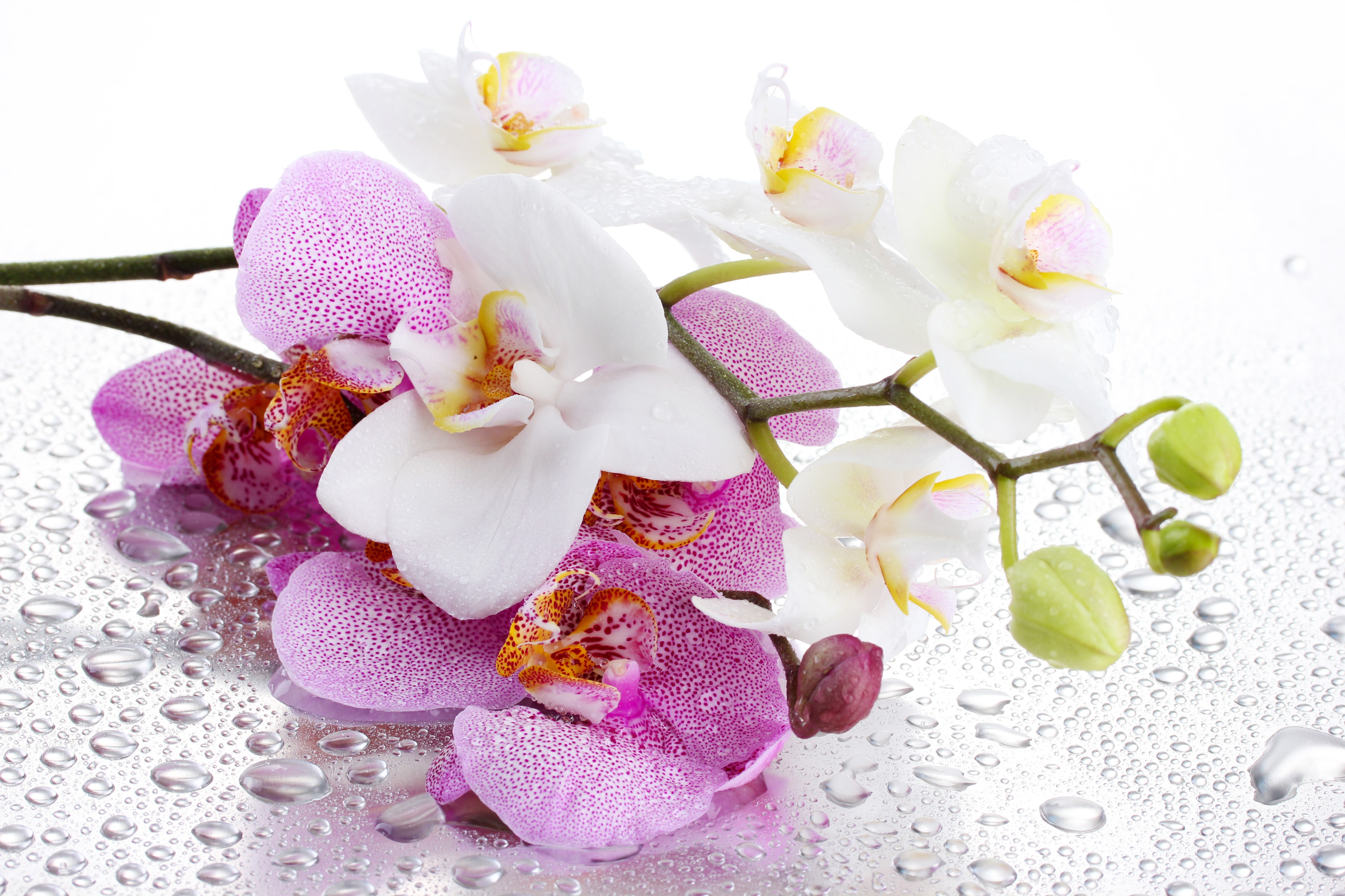 4K Close-up of Dewy Orchids HD Wallpaper