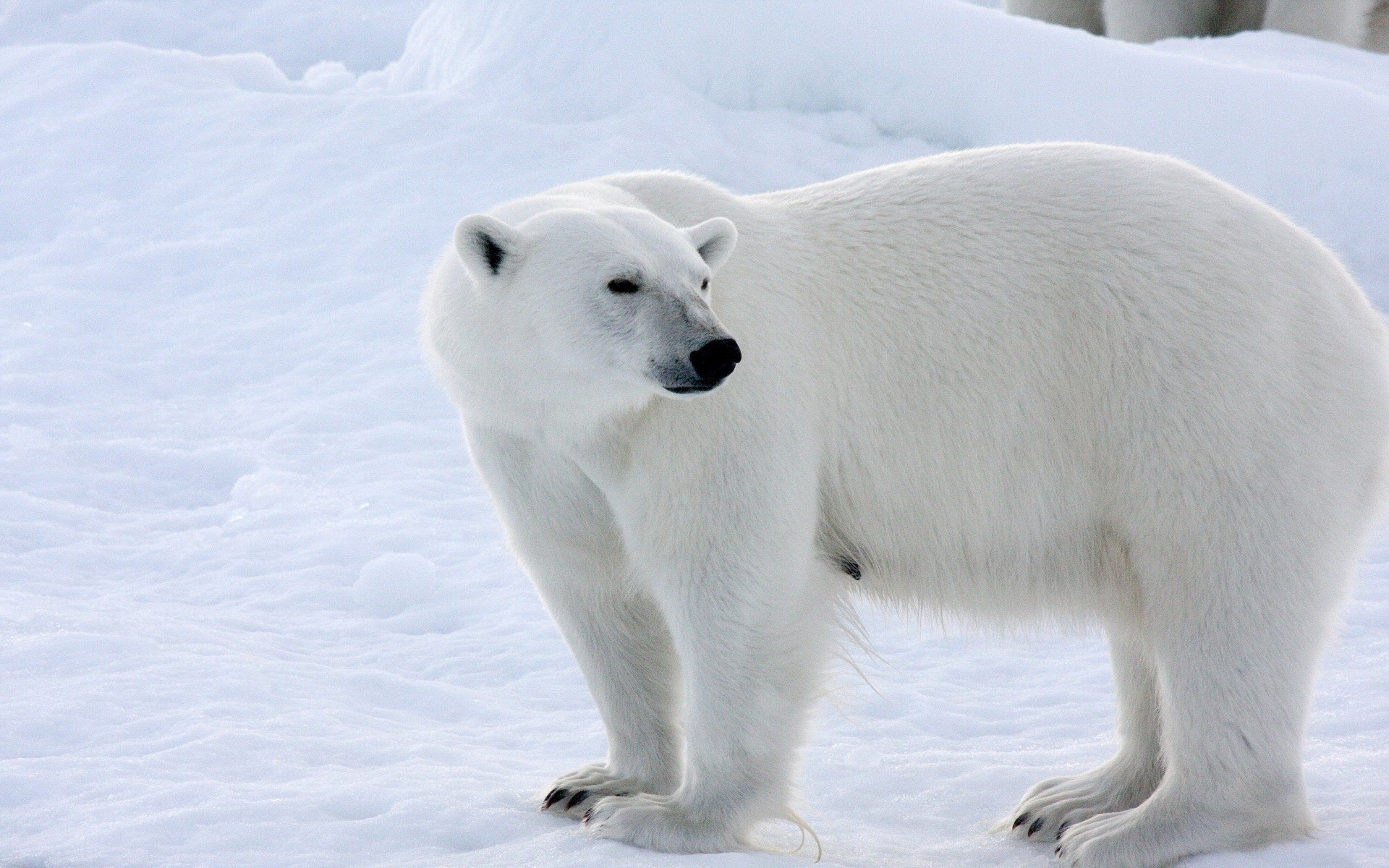Polar bear standing on snow HD Wallpaper
