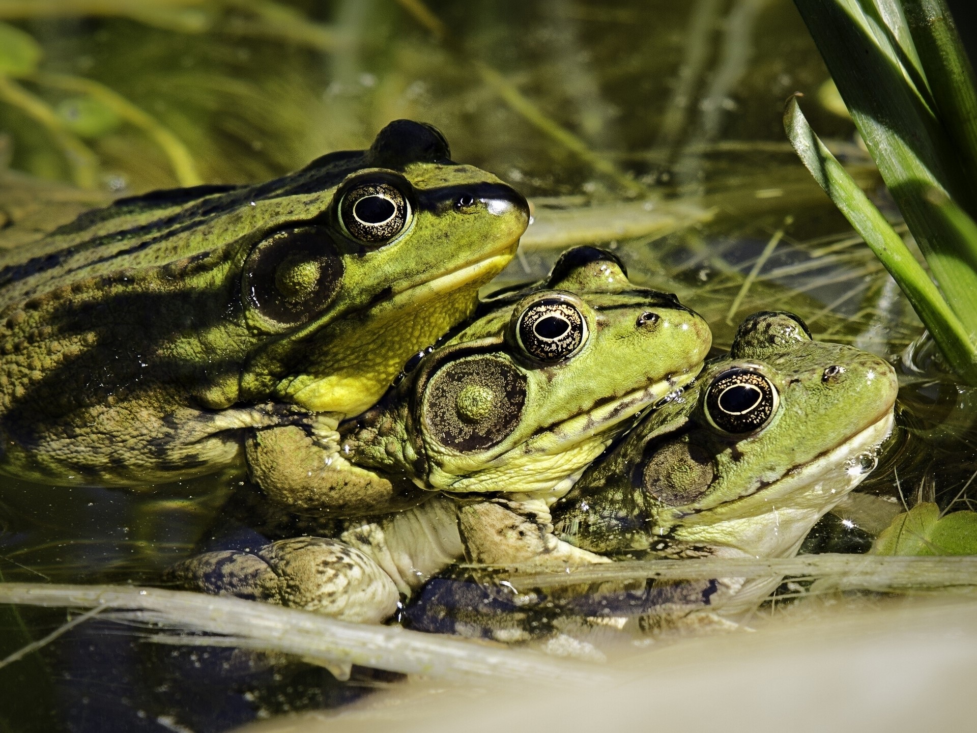 Three frogs in water HD Wallpaper
