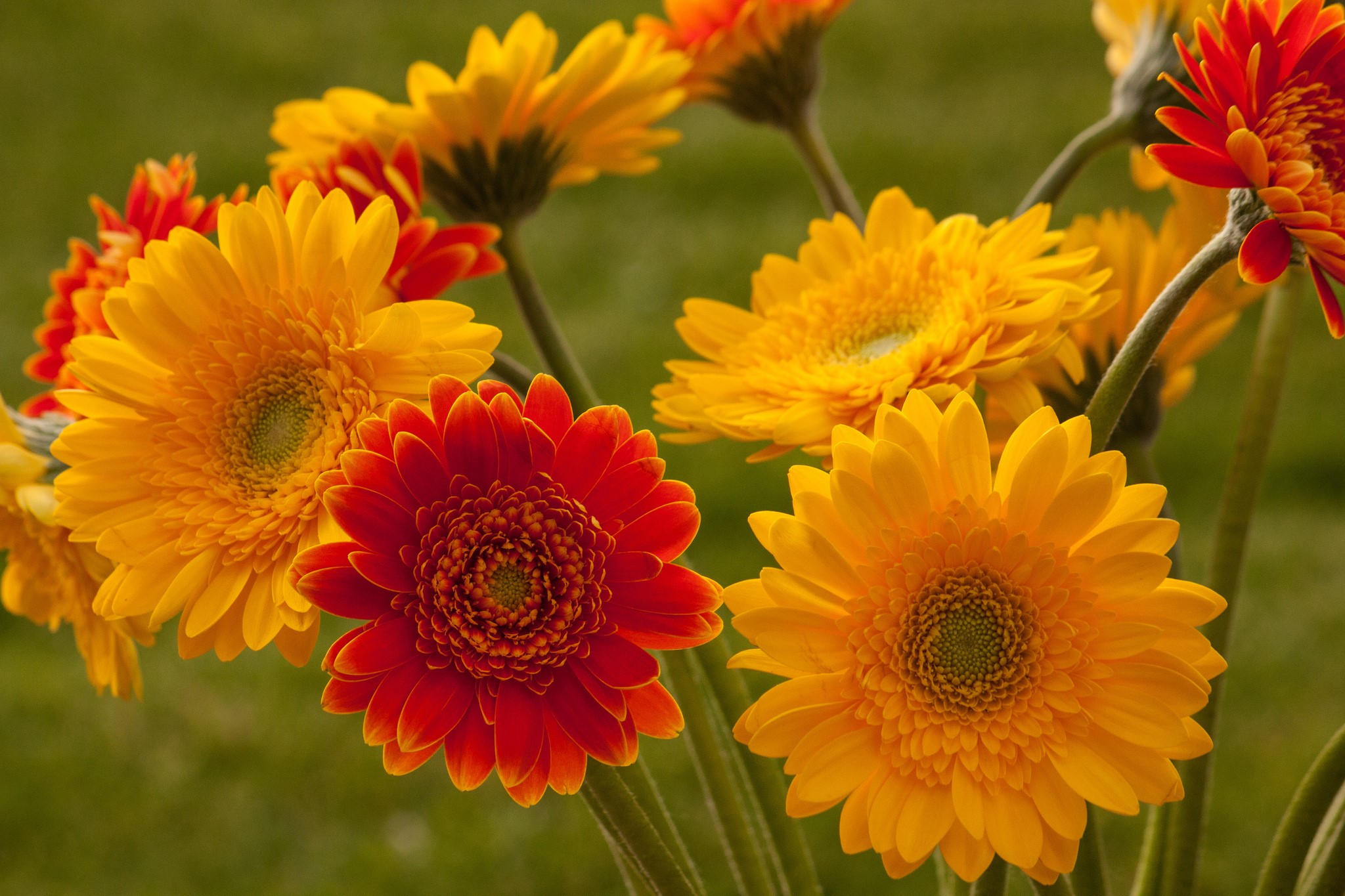 Yellow and red Gerbera daisies with green background HD Wallpaper