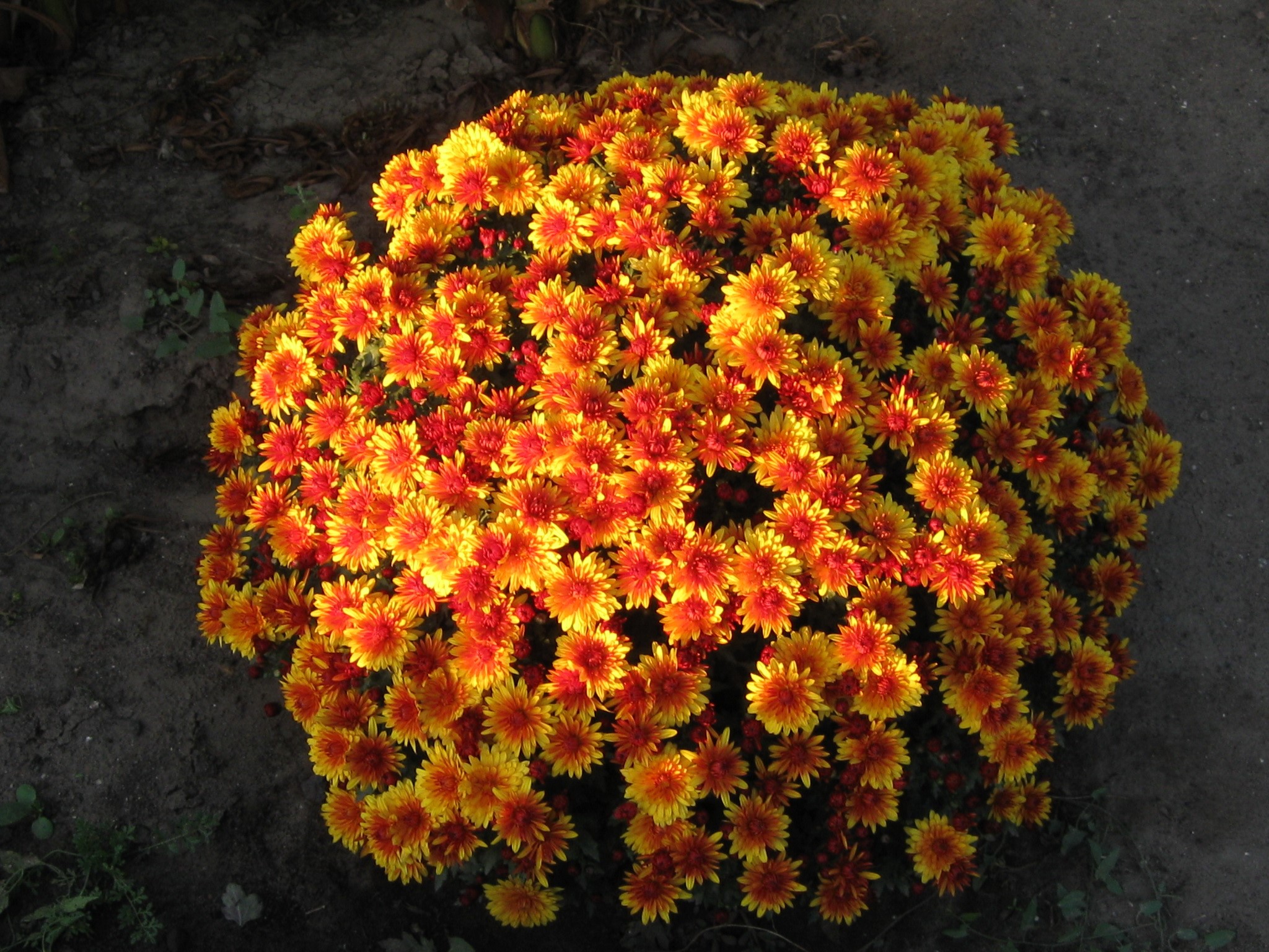 A bush of orange and yellow chrysanthemums HD Wallpaper