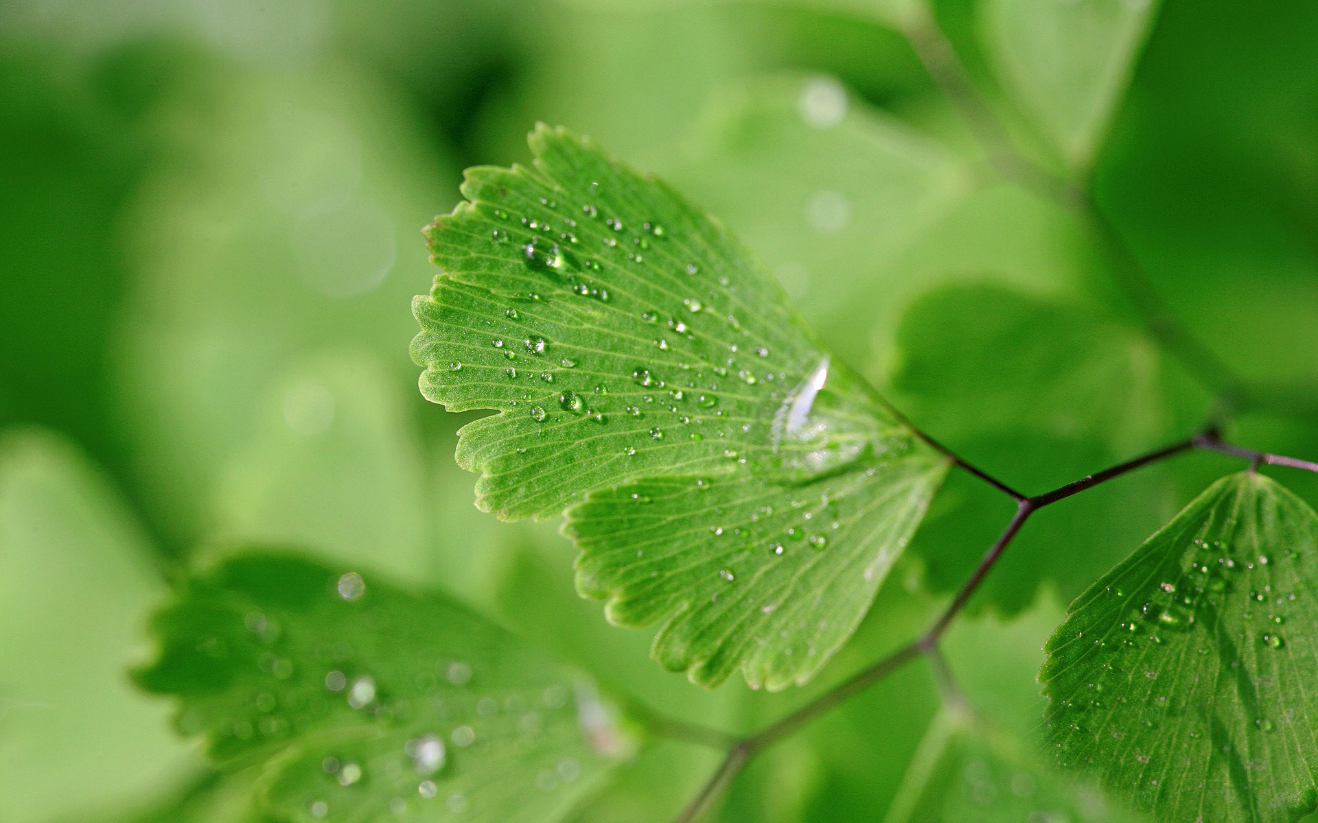 Closeup of green leaves with water drops HD Wallpaper