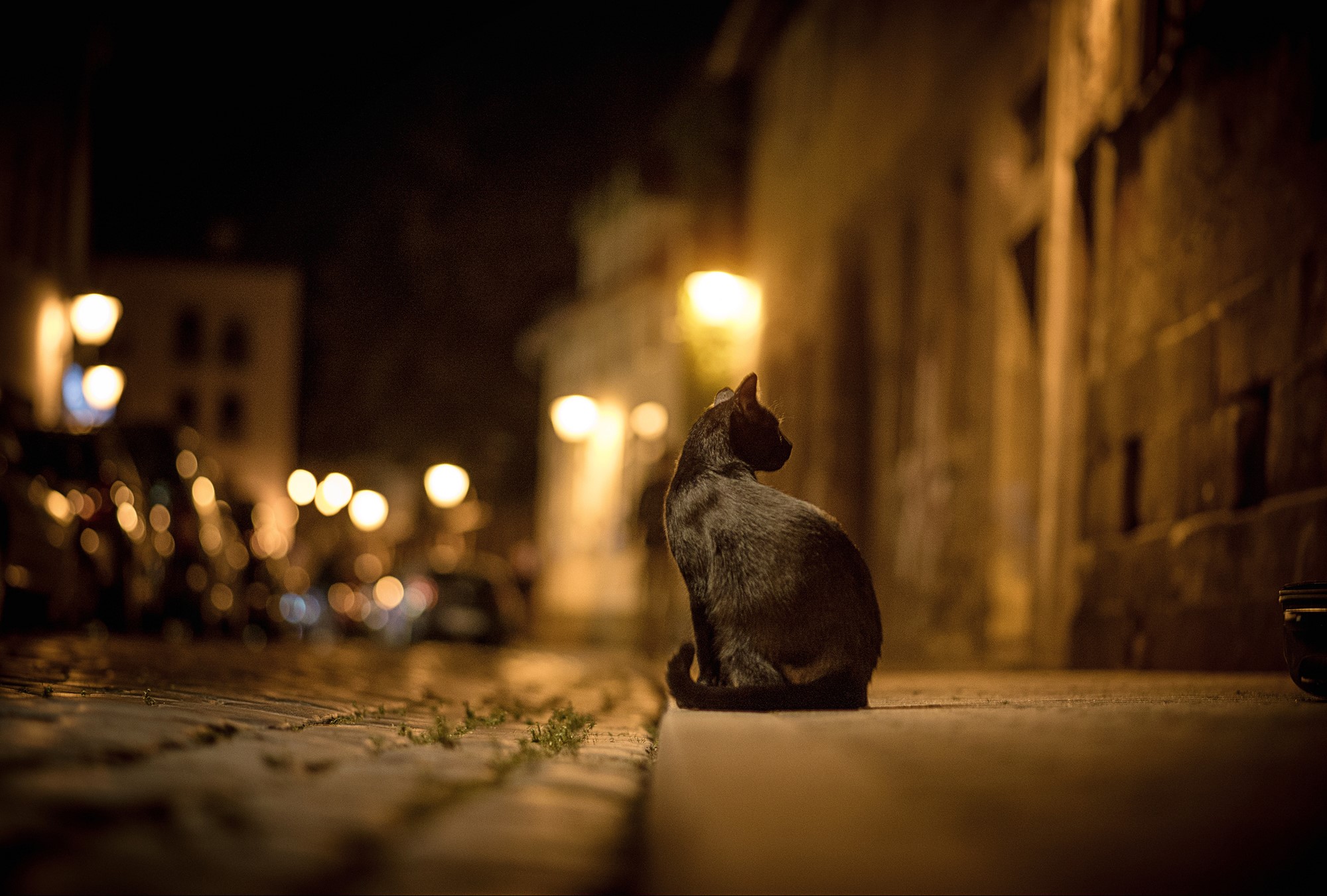 Black cat sitting on a street at night HD Wallpaper