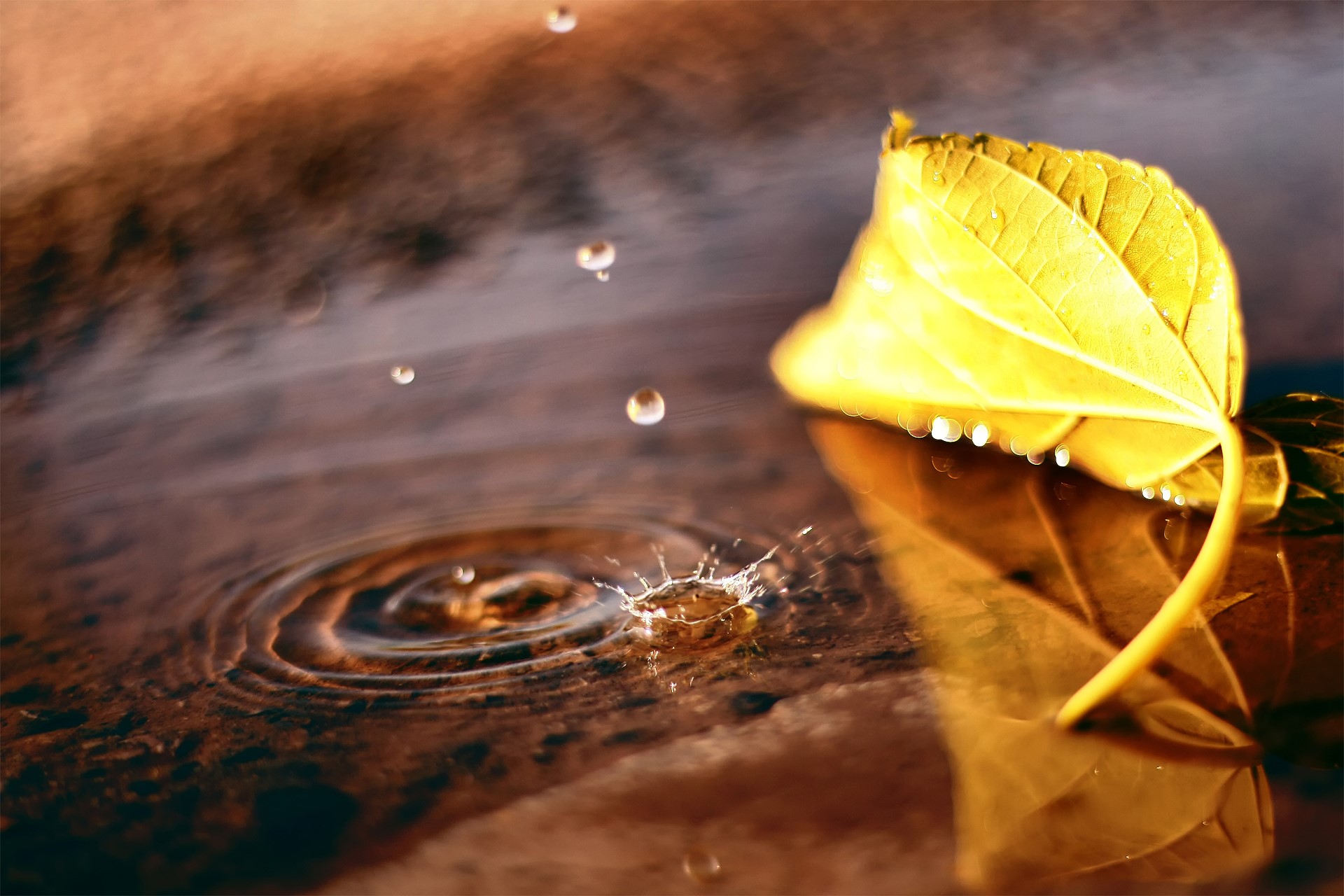 Yellow leaf in water with falling raindrops HD Wallpaper