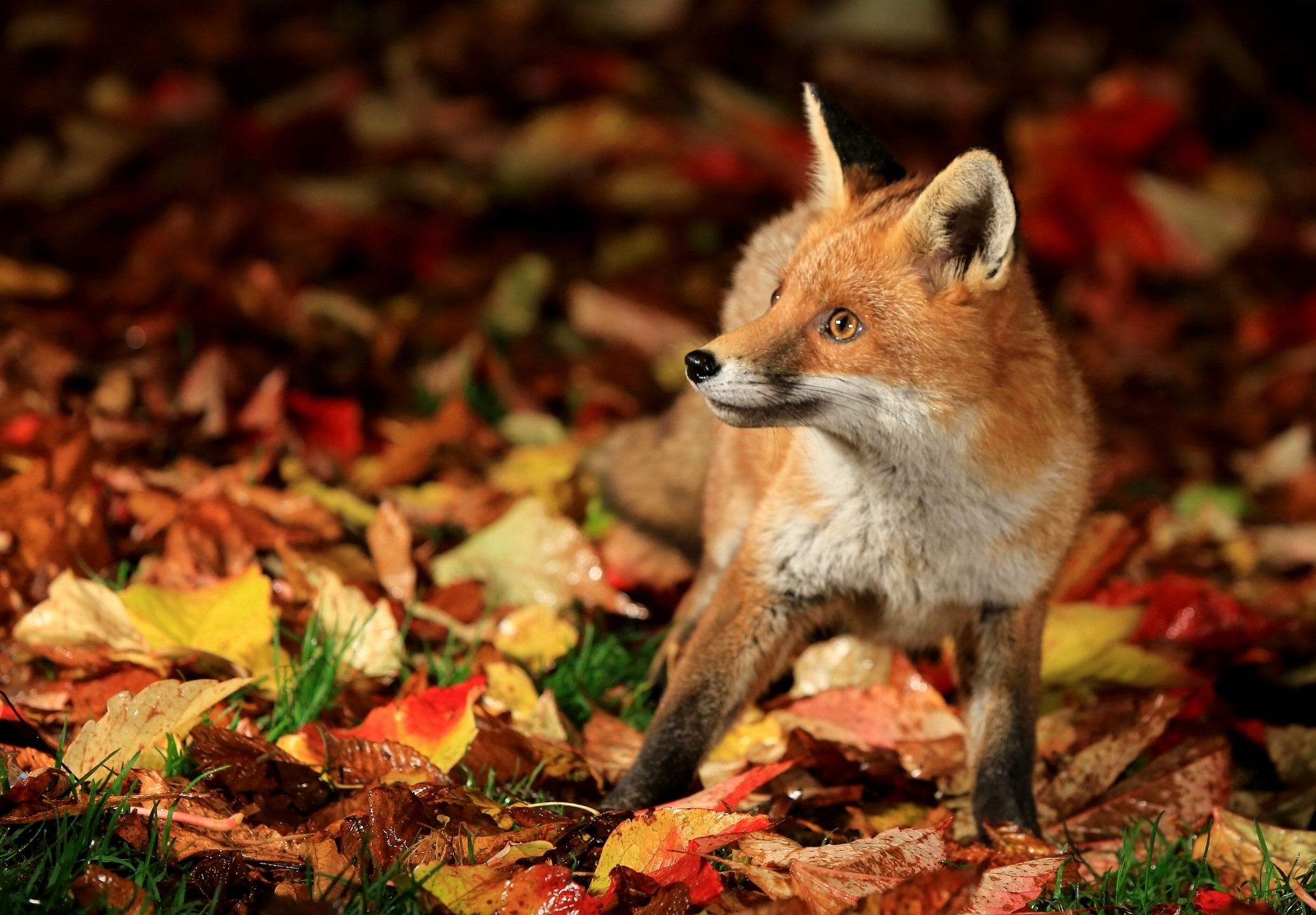 Red Fox in Autumn Foliage HD Wallpaper
