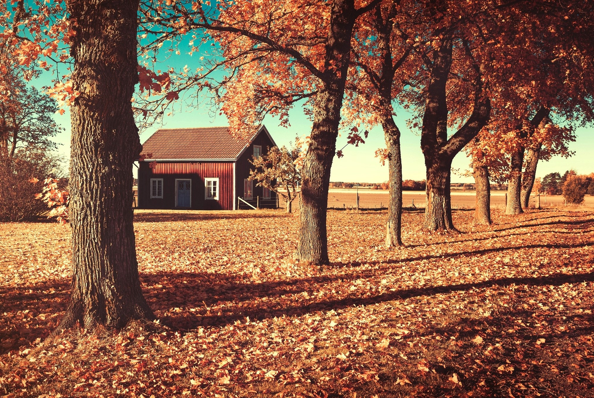 Red house and trees in autumn HD Wallpaper