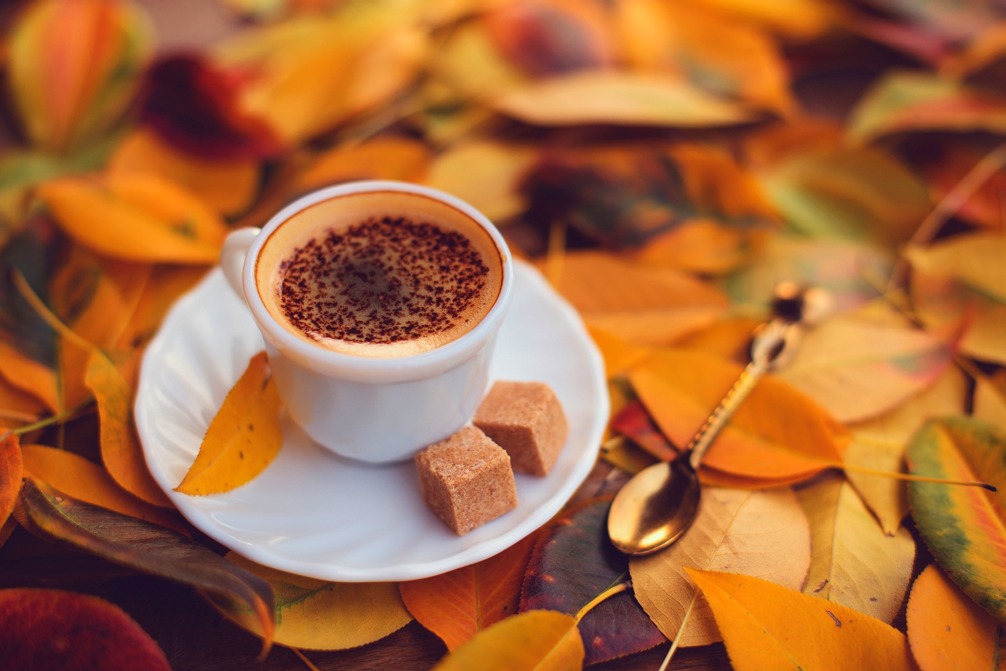 Coffee cup with sugar cubes and spoon on autumn leaves HD Wallpaper