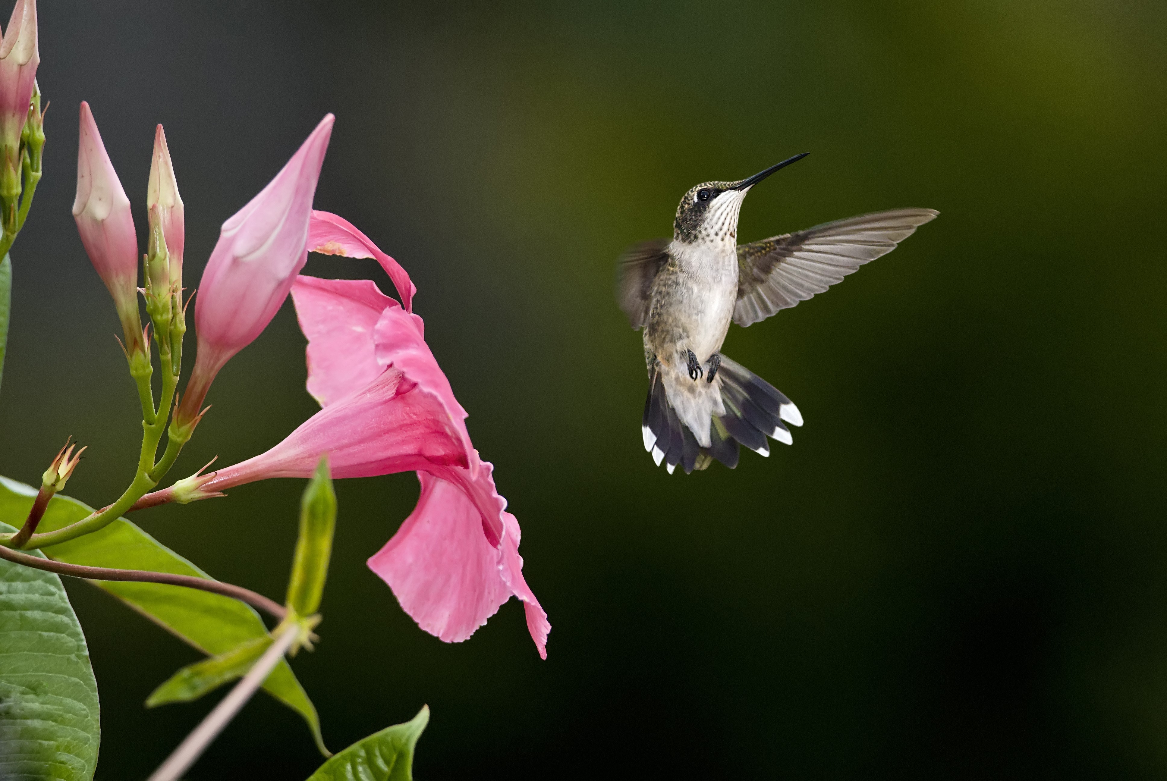 Hummingbird near pink flowers HD Wallpaper